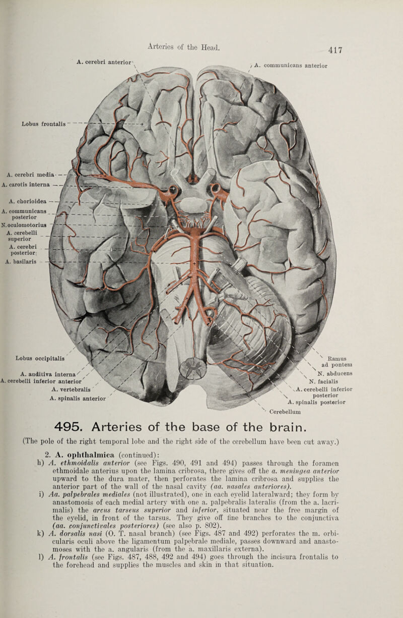 417 / A. communicans anterior Ramus ad pontem N. abducens N. facialis \ A. cerebelli inferior \ posterior A. spinalis posterior Cerebellum A. cerebri anterior' \ Lobus frontalis- A. cerebri media - — A. carotis interna — A. cborioidea — A. communicans posterior N.oculomotorius A. cerebelli superior A.cerebri posterior, A. basilaris - Lobus occipitalis A. auditiva interna / A. cerebelli inferior anterior A. vertebralis A. spinalis anterior 495. Arteries of the base of the brain. (The pole of the right temporal lobe and the right side of the cerebellum have been cut away.) 2. A. ophthalmica (continued): h) A. ethmoidalis anterior (see Figs. 490, 491 and 494) passes through the foramen ethmoidale anterius upon the lamina cribrosa, there gives off the a. meningea anterior upward to the dura mater, then perforates the lamina cribrosa and supplies the anterior part of the wall of the nasal cavity (aa. nasales anteriores). i) Aa. palpebrales mediales (not illustrated), one in each eyelid lateralward; they form by anastomosis of each medial artery with one a. palpebralis lateralis (from the a. lacri¬ malis) the arcus tarseus superior and inferior, situated near the free margin of the eyelid, in front of the tarsus. They give off line branches to the conjunctiva (aa. conjunctivales posteriores) (see also p. 802). k) A. dorsalis nasi (0. T. nasal branch) (see Figs. 487 and 492) perforates the m. orbi¬ cularis oculi above the ligamentum palpebrale mediale, passes downward and anasto¬ moses with the a. angularis (from the a. maxillaris externa). l) A. frontalis (see Figs. 487, 488, 492 and 494) goes through the incisura frontalis to the forehead and supplies the muscles and skin in that situation.