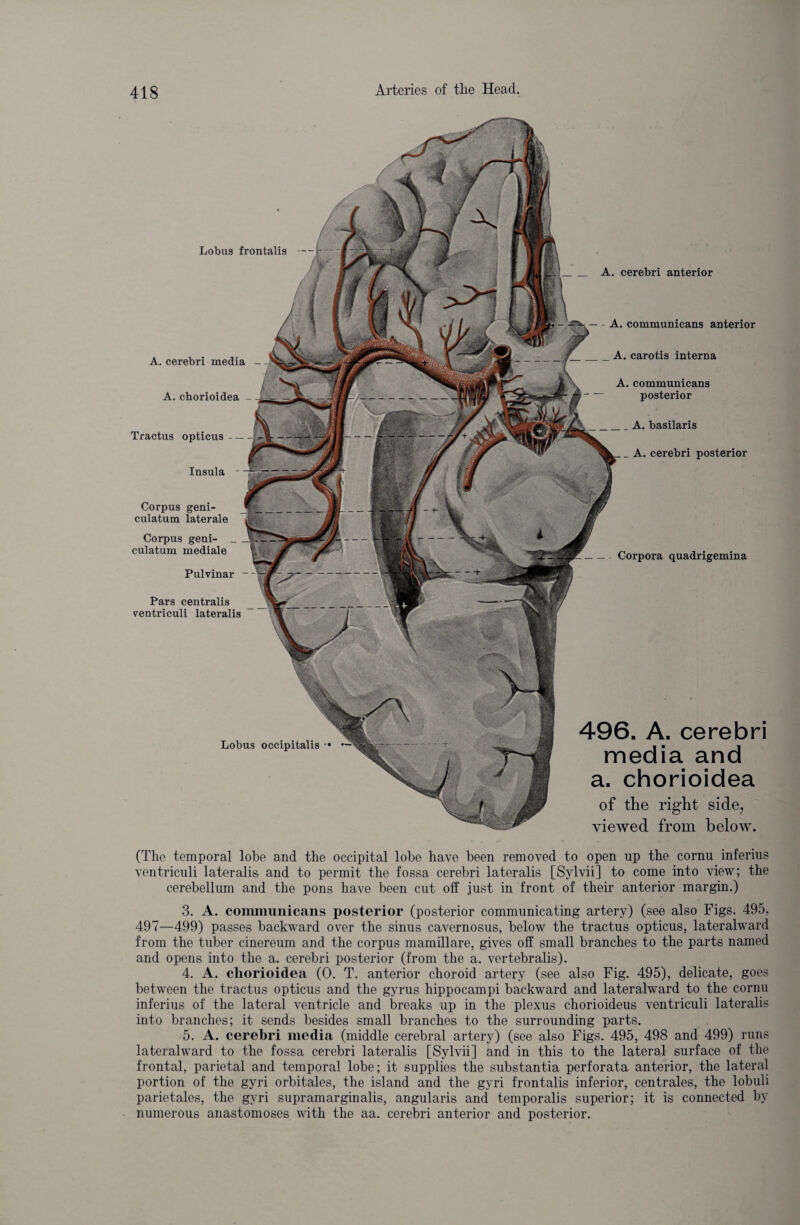 Lobus occipitalis -Corpora quadrigemina 496. A. cerebri media and a. chorioidea of the right side, viewed from below. s y A. cerebri anterior A. communicans anterior A. carotis interna A. communicans posterior _ A. basilaris _ A. cerebri posterior Lobus frontalis A. cerebri media - A. chorioidea - Tractus opticus — Insula - Corpus geni- culatum laterale Corpus geni- _ culatum mediale Pulvinar Pars centralis ventriculi lateralis (The temporal lobe and the occipital lobe have been removed to open up the cornu inferius ventriculi lateralis and to permit the fossa cerebri lateralis [Sylvii] to come into view; the cerebellum and the pons have been cut off just in front of their anterior margin.) 3. A. communicans posterior (posterior communicating artery) (see also Figs. 495, 497—499) passes backward over the sinus cavernosus, below the tractus opticus, lateralward from the tuber cinereum and the corpus mamillare, gives off small branches to the parts named and opens into the a. cerebri posterior (from the a. vertebralis). 4. A. chorioidea (0. T. anterior choroid artery (see also Fig. 495), delicate, goes between the tractus opticus and the gyrus hippocampi backward and lateralward to the cornu inferius of the lateral ventricle and breaks up in the plexus chorioideus ventriculi lateralis into branches; it sends besides small branches to the surrounding parts. 5. A. cerebri media (middle cerebral artery) (see also Figs. 495, 498 and 499) runs lateralward to the fossa cerebri lateralis [Sylvii] and in this to the lateral surface of the frontal, parietal and temporal lobe; it supplies the substantia perforata anterior, the lateral portion of the gyri orbitales, the island and the gyri frontalis inferior, centrales, the lobuli parietales, the gyri supramarginalis, angularis and temporalis superior; it is connected by numerous anastomoses with the aa. cerebri anterior and posterior.