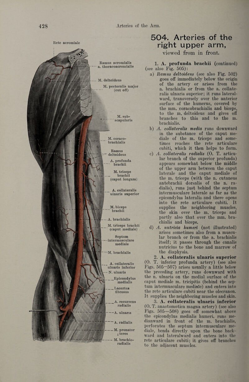 Rete acromiale Ramus acromialis -a. thoracoacromialis - M. deltoideus M. pectoralis major (cut off) M. sub- scapularis M.coraco- brachialis Ramus  deltoideus A. profunda ' brachii M. triceps brachii (caput longum) A. collateralis ulnaris superior M. biceps brachii A. brachialis M. triceps brachii (caput mediale) Septum intermusculare mediale M. brachialis A. collateralis ulnaris inferior N. ulnaris _Epicondylus medialis _Lacertus fibrosus _A. recurrens radialis —A. ulnaris A. radialis -M. pronator 1 teres — M. brachio- radialis 504. Arteries of the right upper arm, viewed from in front. 1. A. jtrofunda brachii (continued) (see also Fig. 505): a) Ramus deltoideus (see also Fig. 502) goes off immediately below the origin of the artery or arises from the a. brachialis or from the a. collate¬ ralis ulnaris superior; it runs lateral- ward, transversely over the anterior surface of the humerus, covered by the mm. coracobrachialis and biceps, to the m. deltoideus and gives off branches to this and to the m. brachialis. b) A. collateralis media runs downward in the substance of the caput me¬ diale of the m. triceps and some¬ times reaches the rete articulare cubiti, which it then helps to form. c) A. collateralis radialis (0. T. articu¬ lar branch of the superior profunda) appears somewhat below the middle of the upper arm between the caput laterale and the caput mediale of the m. triceps (with the n. cutaneus antebrachii dorsalis of the n. ra¬ dialis), runs just behind the septum intermusculare laterale as far as the epicondylus lateralis and there opens into the rete articulare cubiti. It supplies the neighboring muscles, the skin over the m. triceps and partly also that over the mm. bra¬ chialis and biceps. d) A. nutricia humeri (not illustrated) arises sometimes also from a muscu¬ lar branch or from the a. brachialis itself; it passes through the canalis nutricius to the bone and marrow of the diaphysis. 2. A. collateralis ulnaris superior (0. T. inferior profunda artery) (see also Figs. 505—507) arises usually a little below the preceding artery, runs downward with the n. ulnaris on the medial surface of the caput mediale m. tricipitis (behind the sep¬ tum intermusculare mediale) and enters into the rete articulare cubiti near the olecranon. It supplies the neighboring muscles and skin. 3. A. collateralis ulnaris inferior (0. T. anastomotica magna artery) (see also Figs. 505—508) goes off somewhat above the epicondylus medialis humeri, runs me- dianward in front of the m. brachialis, perforates the septum intermusculare me¬ diale, bends directly upon the bone back¬ ward and lateralward and enters into the rete articulare cubiti; it gives off branches to the adjacent muscles.