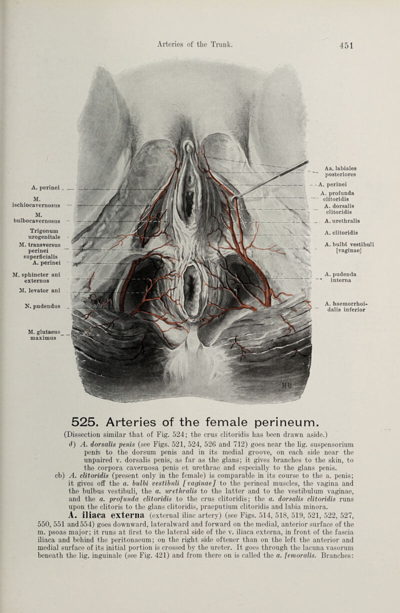 M. glutaeus maximus A. perinei M. iscbiocavernosus M. bulbocavernosus Trigonum urogenitale M. transversus perinei superficialis A. perinei M. sphincter ani extern as M.levator ani N.pudendus A. haemorrboi- dalis inferior A.a. labiales posteriores A. perinei A. profunda ' clitoridis A. dorsalis clitoridis .. A. urethralis A. clitoridis A. bulbi vestibuli [vaginae] A.pudenda interna 525. Arteries of the female perineum. (Dissection similar that of Fig. 524; the crus clitoridis has been drawn aside.) 4) A. dorsalis penis (see Figs. 521, 524, 526 and 712) goes near the hg. Suspensorium penis to the dorsum penis and in its medial groove, on each side near the unpaired v. dorsalis penis, as far as the glans; it gives branches to the skin, to the corpora cavernosa penis et urethrae and especially to the glans penis, cb) A. clitoridis (present only in the female) is comparable in its course to the a. penis; it gives off the a. bulbi vestibuli [vaginae] to the perineal muscles, the vagina and the bulbus vestibuli, the a. urethralis to the latter and to the vestibulum vaginae, and the a. profunda clitoridis to the crus clitoridis; the a. dorsalis clitoridis runs upon the clitoris to the glans clitoridis, praeputium clitoridis and labia minora. A. iliaca externa (external iliac artery) (see Figs. 514, 518, 519, 521, 522, 527, 550, 551 and 554) goes downward, lateralward and forward on the medial, anterior surface of the m. psoas major; it runs at first to the lateral side of the v. iliaca externa, in front of the fascia iliaca and behind the peritonaeum; on the right side oftener than on the left the anterior and medial surface of its initial portion is crossed by the ureter. It goes through the lacuna vasorum beneath the lig. inguinale (see Fig. 421) and from there on is called the a. femoralis. Branches: