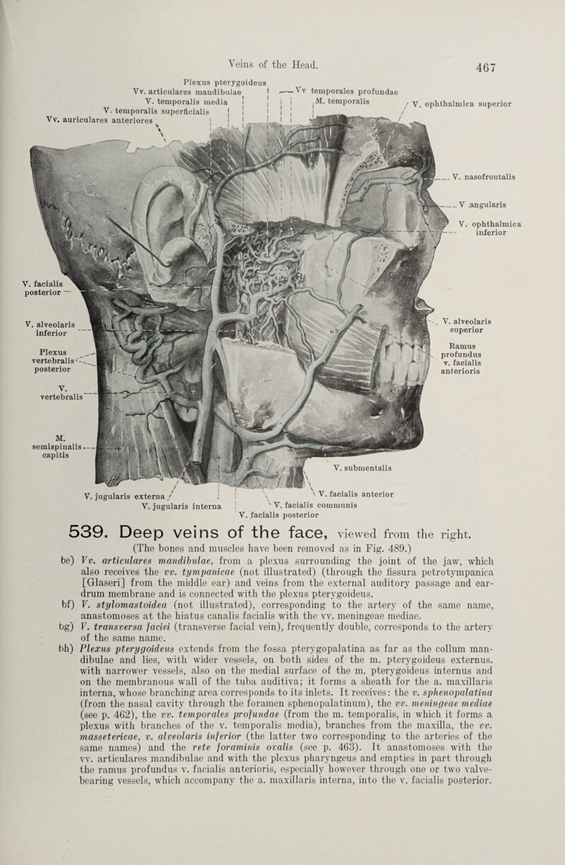 Y. nasofrontalis _Y .angularis V. ophthalmica inferior Vv. auriculares anteriores Plexus pterygoideus Yv. articulares mandibulae V. temporalis media V. temporalis superficialis Vv temporales profundae ,M. temporalis , y ophthalmica superior / V. facialis posterior — V. vertebralis _ V. alveolaris superior Ramus profundus v. facialis anterioris M. semispinalis capitis V. jugularis externa / V. jugularis interna V. submentalis v \ V. facialis anterior ' V. facialis communis V. alveolaris inferior Plexus vertebralis - posterior V. facialis posterior 539. Deep veins of the face, viewed from the right. (The bones and muscles have been removed as in Fig. 489.) be) Vv. articulares mandibulae, from a plexus surrounding the joint of the jaw, which also receives the vv. tympanicae (not illustrated) (through the fissura petrotympanica [Glaseri] from the middle ear) and veins from the external auditory passage and ear¬ drum membrane and is connected with the plexus pterygoideus. bf) V. stylomastoidea (not illustrated), corresponding to the artery of the same name, anastomoses at the hiatus canalis facialis with the vv. meningeae mediae. bg) V. transversa faciei (transverse facial vein), frequently double, corresponds to the artery of the same name. bh) Plexus pterygoideus extends from the fossa pterygopalatina as far as the collum man¬ dibulae and lies, with wider vessels, on both sides of the m. pterygoideus externus, with narrower vessels, also on the medial surface of the m. pterygoideus internus and on the membranous wall of the tuba auditiva; it forms a sheath for the a. maxillaris interna, whose branching area corresponds to its inlets. It receives: the v. sphenopalatina (from the nasal cavity through the foramen sphenopalatinum), the vv. meningeae mediae (see p. 462), the vv. temporales profundae (from the m. temporalis, in which it forms a plexus with branches of the v. temporalis media), branches from the maxilla, the vv. massetericae, v. alveolaris inferior (the latter two corresponding to the arteries of the same names) and the rete foraminis ovalis (see p. 463). It anastomoses with the vv. articulares mandibulae and with the plexus pharyngeus and empties in part through the ramus profundus v. facialis anterioris, especially however through one or two valve¬ bearing vessels, which accompany the a. maxillaris interna, into the v. facialis posterior.