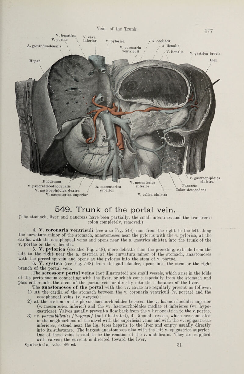 477 Y. hepatica y cava Y. portae inferior V. pylorica / A. coeliaca Duodenum ' / / V. pancreaticoduodenalis / / V. gastroepiploica dextra / V. mesenterica superior A. mesenterica superior V. mesenterica \ inferior \ \ \ V. colica sinistra ^ V. gastroepiploica \ '• sinistra ^ Pancreas Colon descendens A. gastroduodenalis \ Hepar \ \ V. coronaria / ventriculi / , / . A. lienalis / / / V. lienalis V. gastrica brevis I Lien / / 549. Trunk of the portal vein. (The stomach, liver and pancreas have been partially, the small intestines and the transverse colon completely, removed.) 4. V. coronaria ventriculi (see also Fig. 548) runs from the right to the left along the curvatura minor of the stomach, anastomoses near the pylorus with the v. pylorica, at the cardia with the oesophageal veins and opens near the a. gastrica sinistra into the trunk of the v. portae or the v. lienalis. 5. V. pylorica (see also Fig. 548), more delicate than the preceding, extends from the left to the right near the a. gastrica at the curvatura minor of the stomach, anastomoses with the preceding vein and opens at the pylorus into the stem of v. portae. 6. Y. cystica (see Fig. 548) from the gall bladder, opens into the stem or the right branch of the portal vein. The accessory portal veins (not illustrated) are small vessels, which arise in the folds of the peritonaeum connecting with the liver, or which come especially from the stomach and pass either into the stem of the portal vein or directly into the substance of the liver. The anastomoses of the portal with the vv. cavae are regularly present as follows: 1) At the cardia of the stomach between the v. coronaria ventriculi (v. portae) and the oesophageal veins (v. azygos); 2) at the rectum in the plexus haemorrhoidales between the v. haemorrhoidalis superior (v. mesenterica inferior) and the vv. haemorrhoidales mediae et inferiores (w. hypo- gastricae). Valves usually prevent a flow back from the v.hypogastrica to the v. portae. 3) vv. parumbilicales [Sappeyi] (not illustrated), 4—5 small vessels, which are connected in the neighborhood of the navel with the superficial veins and with the vv. epigastricae inferiores, extend near the lig. teres hepatis to the liver and empty usually directly into its substance. The largest anastomoses also with the left v. epigastrica superior. One of these veins is said to be the remains of the v. umbilicalis. They are supplied with valves; the current is directed toward the liver. Spaltebolz, Atlas. 6tli ed. 31