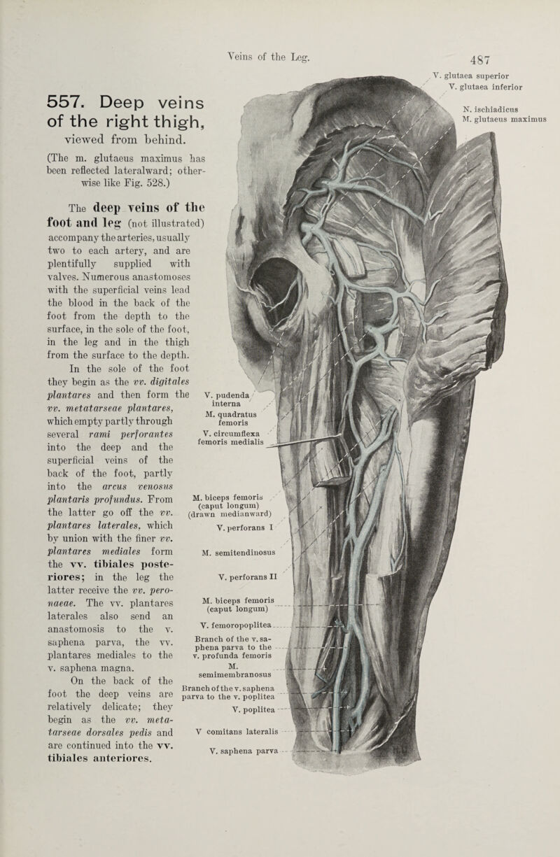 (The m. glutaeus maximus has been reflected lateralward; other¬ wise like Fig. 528.) The deep veins of the foot and leg (not illustrated) accompany the arteries, usually two to each artery, and are plentifully supplied with valves. Numerous anastomoses with the superficial veins lead the blood in the back of the foot from the depth to the surface, in the sole of the foot, in the leg and in the thigh from the surface to the depth. In the sole of the foot they begin as the vv. digitales plantares and then form the vv. metatarseae plantares, which empty partly through several rami perforantes into the deep and the superficial veins of the back of the foot, partly into the arcus venosus plantaris profundus. From the latter go off the vv. plantares laterales, which by union with the finer vv. plantares mediales form the vv. tibiales poste¬ riores; in the leg the latter receive the vv. pero- naeae. The vv. plantares laterales also send an anastomosis to the v. saphena parva, the vv. plantares mediales to the v. saphena magna. On the back of the foot the deep veins are relatively delicate; they begin as the vv. meta¬ tarseae dorsales pedis and are continued into the vv. tibiales anteriores. V. pudenda/ interna M. quadratus femoris V. circumflexa femoris medialis M. biceps femoris (caput Ion gum) (drawn medianward) V. perforans I M. semitendinosus V. perforans II M. biceps femoris (caput longum) V. femoropoplitea __ Branch of the v. sa¬ phena parva to the v. profunda femoris M. semimembranosus Branch of the v. saphena parva to the v. poplitea V. poplitea V comitans lateralis V.saphena parva -- 557. Deep veins of the right thigh, viewed from behind. , V. glutaea superior V. glutaea inferior N.ischiadicus M. glutaeus maximus