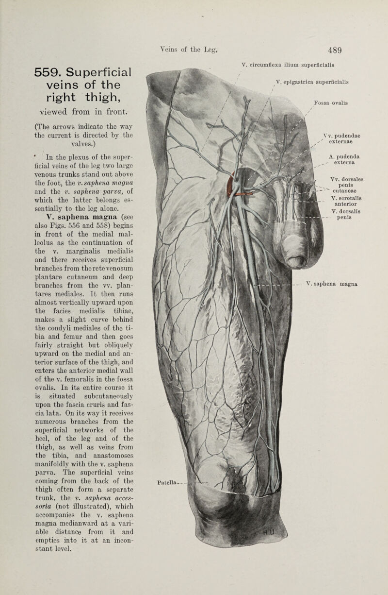 559. Superficial veins of the right thigh, viewed from in front. (The arrows indicate the way the current is directed by the valves.) In the plexus of the super¬ ficial veins of the leg two large venous trunks stand out above the foot, the v. saphena magna and the v. saphena parva, of which the latter belongs es¬ sentially to the leg alone. V. saphena magna (see also Figs. 556 and 558) begins in front of the medial mal¬ leolus as the continuation of the v. marginalis medialis and there receives superficial branches from theretevenosum plantare cutaneum and deep branches from the vv. plan- tares mediales. It then runs almost vertically upward upon the facies medialis tibiae, makes a slight curve behind the condyli mediales of the ti¬ bia and femur and then goes fairly straight but obliquely upward on the medial and an¬ terior surface of the thigh, and enters the anterior medial wall of the v. femoralis in the fossa ovalis. In its entire course it is situated subcutaneously upon the fascia cruris and fas¬ cia lata. On its way it receives numerous branches from the superficial networks of the heel, of the leg and of the thigh, as well as veins from the tibia, and anastomoses manifoldly with the v. saphena parva. The superficial veins coming from the back of the thigh often form a separate trunk, the v. saphena acces- soria (not illustrated), which accompanies the v. saphena magna medianward at a vari¬ able distance from it and empties into it at an incon¬ stant level. V. circumflexa ilium superficialis V. saphena magna Patella-- Vv. pudendae ' externae A.pudenda _ - externa Vv. dorsales penis cutaneae V. scrotalis anterior V. dorsalis penis V. epigastrica superficialis Fossa ovalis