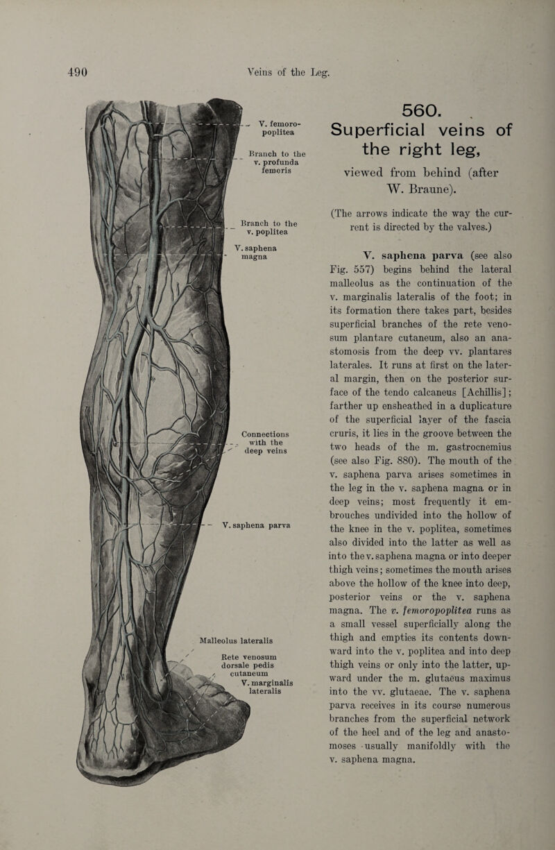 Connections with the ' deep veins - V. saphena parva Malleolus lateralis Rete venosum dorsale pedis /, cutaneum V. marginalis lateralis Y. femoro poplitea Branch to the v. profunda femoris Branch to the v. poplitea Y. saphena magna 560. Superficial veins of the right leg, viewed from behind (after W. Braune). (The arrows indicate the way the cur¬ rent is directed by the valves.) V. saphena parva (see also Fig. 557) begins behind the lateral malleolus as the continuation of the v. marginalis lateralis of the foot; in its formation there takes part, besides superficial branches of the rete veno¬ sum plantare cutaneum, also an ana¬ stomosis from the deep vv. plantares laterales. It runs at first on the later¬ al margin, then on the posterior sur¬ face of the tendo calcaneus [Achillis]; farther up ensheathed in a duplicature of the superficial layer of the fascia cruris, it lies in the groove between the two heads of the m. gastrocnemius (see also Fig. 880). The mouth of the v. saphena parva arises sometimes in the leg in the v. saphena magna or in deep veins; most frequently it em- brouches undivided into the hollow of the knee in the v. poplitea, sometimes also divided into the latter as well as into the v. saphena magna or into deeper thigh veins; sometimes the mouth arises above the hollow of the knee into deep, posterior veins or the v. saphena magna. The v. femoropoplitea runs as a small vessel superficially along the thigh and empties its contents down¬ ward into the v. poplitea and into deep thigh veins or only into the latter, up¬ ward under the m. glutaeus maximus into the vv. glutaeae. The v. saphena parva receives in its course numerous branches from the superficial network of the heel and of the leg and anasto¬ moses -usually manifoldly with the v. saphena magna.