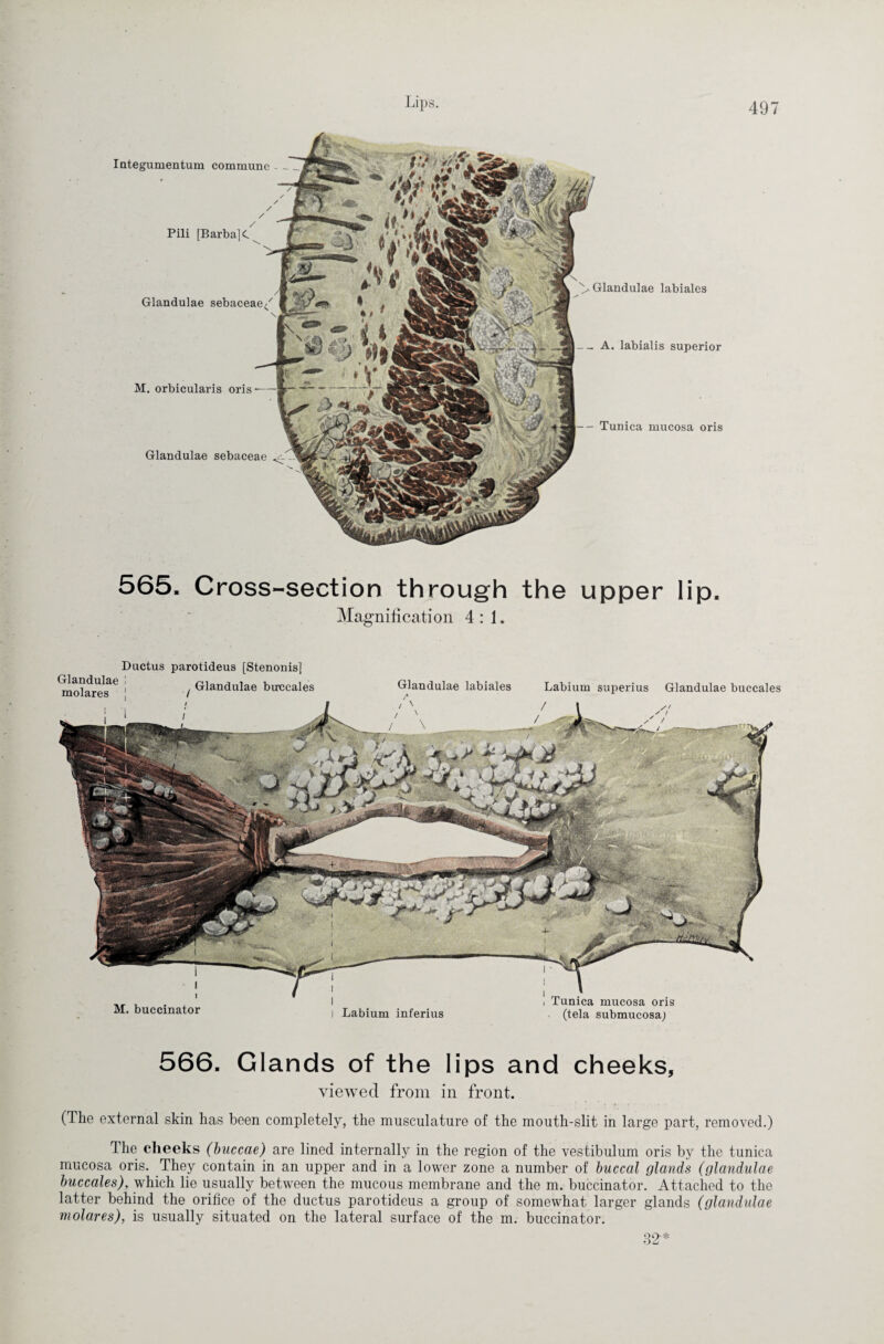 Glandulae labiales -- A. labialis superior - Tunica mucosa oris Integumentum commune Pili [Barba] C Glandulae sebaceae/ M. orbicularis oris Glandulae sebaceae 565. C ross-section through the upper lip. Magnification 4:1. i l M. buccinator Glandulae labiales I Labium inferius Labium superius Glandulae buccales Tunica mucosa oris (tela submucosa) Glandulae molares Ductus parotideus [Stenonis] Glandulae buccales 566. Glands of the lips and cheeks, viewed from in front. (The external skin has been completely, the musculature of the mouth-slit in large part, removed.) The cheeks (buccae) are lined internally in the region of the vestibulum oris by the tunica mucosa oris. They contain in an upper and in a lower zone a number of buccal glands (glandulae buccales), which lie usually between the mucous membrane and the m. buccinator. Attached to the latter behind the orifice of the ductus parotideus a group of somewhat larger glands (glandulae molares), is usually situated on the lateral surface of the m. buccinator. 32*