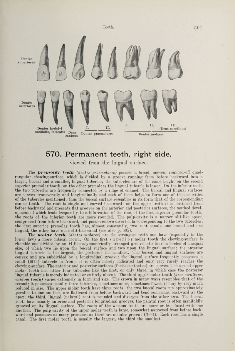 Dentes superiores Dentes inferiores Dentes incisivi medialis, lateralis Dens caninus 570. Permanent teeth, right side, viewed from the lingual surface. The premolär teeth (dentes praemolares) possess a broad, uneven, rounded-off quad¬ rangular chewing-surface, which is divided by a groove running from before backward into a larger, buccal and a smaller, lingual tubercle; the tubercles are of the same height on the second superior premolar tooth, on the other premolars the lingual tubercle is lower. On the inferior teeth the two tubercles are frequently connected by a ridge of enamel. The buccal and lingual surfaces are convex transversely and longitudinally and each of them helps to form one of the declivities of the tubercles mentioned; thus the buccal surface resembles in its form that of the corresponding canine tooth. The root is single and curved backward; on the upper teeth it is flattened from before backward and presents flat grooves on the anterior and posterior surfaces, the marked devel¬ opment of which leads frequently to a bifurcation of the root of the first superior premolar tooth; the roots of the inferior teeth are more rounded. The pulp-cavity is a narrow slit-like space, compressed from before backward, and possesses two diverticula corresponding to the two tubercles; the first superior premolar tooth has, almost constantly, two root canals, one buccal and one lingual, the other have one slit-like canal (see also p. 505). The molar teeth (dentes molares) are the strongest teeth and have (especially in the lower jaw) a more cubical crown. On the first superior molar tooth the chewing-surface is rhombic and divided by an H-like asymmetrically arranged groove into four tubercles of unequal size, of which two lie upon the buccal surface and two upon the lingual surface; the anterior lingual tubercle is the largest, the posterior the smallest. The buccal and lingual surfaces are convex and are subdivided by a longitudinal groove; the lingual surface frequently possesses a small (fifth) tubercle in front; it is often merely indicated and only very rarely reaches the chewing-surface. The anterior and posterior surfaces (facies contactus) are convex. The second upper molar tooth has either four tubercles like the first, or only three, in which case the posterior lingual tubercle is merely indicated or entirely absent. The third upper molar tooth (dens serotinus, wisdom tooth) varies extremely in form and size. The crown in many ways resembles that of the second; it possesses usually three tubercles, sometimes more, sometimes fewer; it may by very much reduced in size. The upper molar teeth have three roots; the two buccal roots run approximately parallel to one another, are flattened from before backward and bend somewhat backward at the apex; the third, lingual (palatal) root is rounded and diverges from the other two. The buccal roots have usually anterior and posterior longitudinal grooves, the palatal root is often manifoldly grooved on its lingual surface. The roots of the wisdom tooth are more or less fused with one another. The pulp cavity of the upper molar teeth is large, somewhat narrowed from before back¬ ward and possesses as many processes as there are nodules present (3—4). Each root has a single canal. The first molar tooth is usually the largest, the third the smallest.