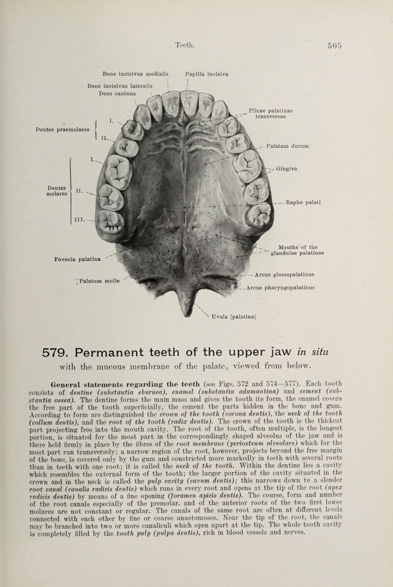 Dens incisivus medialis Papilla ineisiva Dens incisivus lateralis III. - Gingiva Dentes molares ' Foveola palatina r Palatum molle Mouths of the glandulae palatinae -Arcus glossopalatinus --Arcus pharyngopalatinus Uvula [palatinaj Dentes praemolares Plicae palatinae transversae Palatum durum --Raphe palati Dens caninus 579. Permanent teeth of the upper jaw in situ with the mucous membrane of the palate, viewed from below. General statements regarding the teeth (see Figs. 572 and 574—577). Each tooth consists of dentine (substantia eburnea), enamel (substantia adamantina) and cement (sub¬ stantia ossea). The dentine forms the main mass and gives the tooth its form, the enamel covers the free part of the tooth superficially, the cement the parts hidden in the bone and gum. According to form are distinguished the crown of the tooth (corona dentis), the neck of the tooth (collum dentis), and the root of the tooth (radix dentis). The crown of the tooth is the thickest part projecting free into the mouth cavity. The root of the tooth, often multiple, is the longest portion, is situated for the most part in the correspondingly shaped alveolus of the jaw and is there held firmly in place by the fibres of the root membrane (periosteum alveolare) which for the most part run transversely; a narrow region of the root, however, projects beyond the free margin of the bone, is covered only by the gum and constricted more markedly in teeth with several roots than in teeth with one root; it is called the neck of the tooth. Within the dentine lies a cavity which resembles the external form of the tooth; the larger portion of the cavity situated in the crown and in the neck is called the pulp cavity (cavum dentis); this narrows down to a slender root canal (canalis radicis dentis) which runs in every root and opens at the tip of the root (apex radicis dentis) by means of a fine opening (foramen apicis dentis). The course, form and number of the root canals especially of the premolar, and of the anterior roots of the two first lower molares are not constant or regular. The canals of the same root are often at different levels connected with each other by fine or coarse anastomoses. Near the tip of the root, the canals may be branched into two or more canaliculi which open apart at the tip. The whole tooth cavity is completely filled by the tooth pulp (pulpa dentis), rich in blood vessels and nerves.