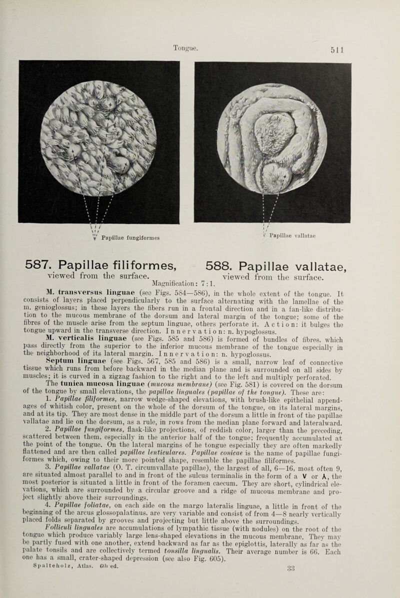 587. Papillae filiformes, 588. Papillae vallatae, viewed from the surface. viewed from the surface. Magnification: 7:1. M. trails versus linguae (see Figs. 584—586), in the whole extent of the tongue. It consists of layers placed perpendicularly to the surface alternating with the lamellae of the m. genioglossus; in these layers the fibers run in a frontal direction and in a fan-like distribu¬ tion to the mucous membrane of the dorsum and lateral margin of the tongue; some of the fibres of the muscle arise from the septum linguae, others perforate it. Action: it bulges the tongue upward in the transverse direction. Innervation: n. hypoglossus. M. vertical is linguae (see Figs. 585 and 586) is formed of bundles of fibres, which pass directly from the superior to the inferior mucous membrane of the tongue especially in the neighborhood of its lateral margin. Innervation: n. hypoglossus. Septum linguae (see Figs. 567, 585 and 586) is a small, narrow leaf of connective tissue which runs from before backward in the median plane and is surrounded on all sides by muscles; it is curved in a zigzag fashion to the right and to the left and multiply perforated. The tunica mucosa linguae (mucous membrane) (see Fig. 581) is covered on the dorsum of the tongue by small elevations, the papillae linguales (papillae of the tongue). These are: 1. Papillae filiformes, narrow wedge-shaped elevations, with brush-like epithelial append¬ ages of whitish color, present on the whole of the dorsum of the tongue, on its lateral margins, and at its tip. They are most dense in the middle part of the dorsum a little in front of the papillae vallatae and lie on the dorsum, as a rule, in rows from the median plane forward and lateralward. 2. Papillae fungiformes, flask-like projections, of reddish color, larger than the preceding, scattered between them, especially in the anterior half of the tongue; frequently accumulated at the point of the tongue. On the lateral margins of he tongue especially they are often markedly flattened and are then called papillae lenticular es. Papillae conicae is the name of papillae fungi¬ formes which, owing to their more pointed shape, resemble the papillae filiformes. 3. Papillae vallatae (0. T. circumvallate papillae), the largest of all, 6—16, most often 9, are situated almost parallel to and in front of the sulcus terminalis in the form of a V or A, the most posterior is situated a little in front of the foramen caecum. They are short, cylindrical ele¬ vations, which are surrounded by a circular groove and a ridge of mucous membrane and pro¬ ject slightly above their surroundings. 4. Papillae foliatae, on each side on the margo lateralis linguae, a little in front of the beginning of the arcus glossopalatinus, are very variable and consist of from 4—8 nearly vertically placed folds separated by grooves and projecting but little above the surroundings. Folliculi linguales are accumulations of lympathic tissue (with nodules) on the root of the tongue which produce variably large lens-shaped elevations in the mucous membrane. They may be partly fused with one another, extend backward as far as the epiglottis, laterally as far as the palate tonsils and are collectively termed tonsilla lingualis. Their average number is 66. Each one has a small, crater-shaped depression (see also Fig. 605). Spalteholz, Atlas. 6tli ed. 33