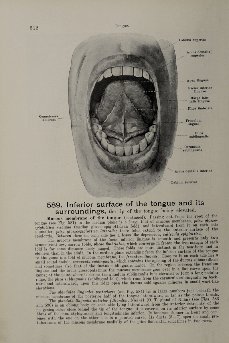 Commissura labiorum Labium superius Arcus dentalis superior — Apex linguae Facies inferior linguae Margo late- -ralis linguae _Plica fimbriata Frenulum linguae Plica sublingualis Caruncula sublingualis Arcus dentalis inferior ' Labium inferius 589. Inferior surface of the tongue and its surroundings, the tip of the tongue being elevated. Mucous membrane of the tongue (continued). Passing out from the root of the tongue (see Fig. 581) in the median plane is a large fold of mucous membrane, plica glossa- epiglottica mediana (median glosso-epiglottidean fold), and lateral ward from it on each si a smaller, plica glossoepiglottica lateralis; these folds extend to the anterior surface of the epiglottis. Between them on each side lies a fossa-like depression, vallecula epiglottica. The mucous membrane of the facies inferior linguae is smooth and presents only two symmetrical low, narrow folds, plicae fimbnatae, which converge in front; the free margin ol eacn fold is for some distance finely jagged. These folds are more distinct m the new-born and m children than in the adult. In the median plane extending from the inferior surface of the tongue to the gums is a fold of mucous membrane, the frenulum linguae. Close to it on each side lies a small round nodule, caruncula sublingualis, which contains the opening of the ductus submaxiiians and sometimes also that of the ductus sublingualis major. On the region between the frenulum linguae and the arcus glossopalatinus the mucous membrane goes over in a fiat curve upon e gums; at the point where it covers the glandula sublingualis it is elevated to form a long noau ar ridge, the plica sublingualis (sublingual fold), which runs from the caruncula sublingualis on bac - ward and lateralward; upon this ridge open the ductus sublinguales minores in small wart-liKe The glandulae linguales posteriores (see Fig. 584) lie in large numbers just beneath the mucous membrane of the posterior half of the tongue lateralward as far as the palate tonsils. The glandula lingualis anterior [Blandini, Nuhni] (0. T. gland of Nuhn) (see bigs, oob and 590) is an oblong body on each side lying lateralward from the anterior extremity ot the m. genioglossus close behind the tip of the tongue; it is covered on its inferior surface by some fibres of the mm. styloglossus and longitudinalis inferior. It becomes thinner in front and com¬ bines with the one on the other side in a pointed curve. Its ducts (5—7) open on small pro¬ tuberances of the mucous membrane medially of the plica fimbriata, sometimes in two rows.