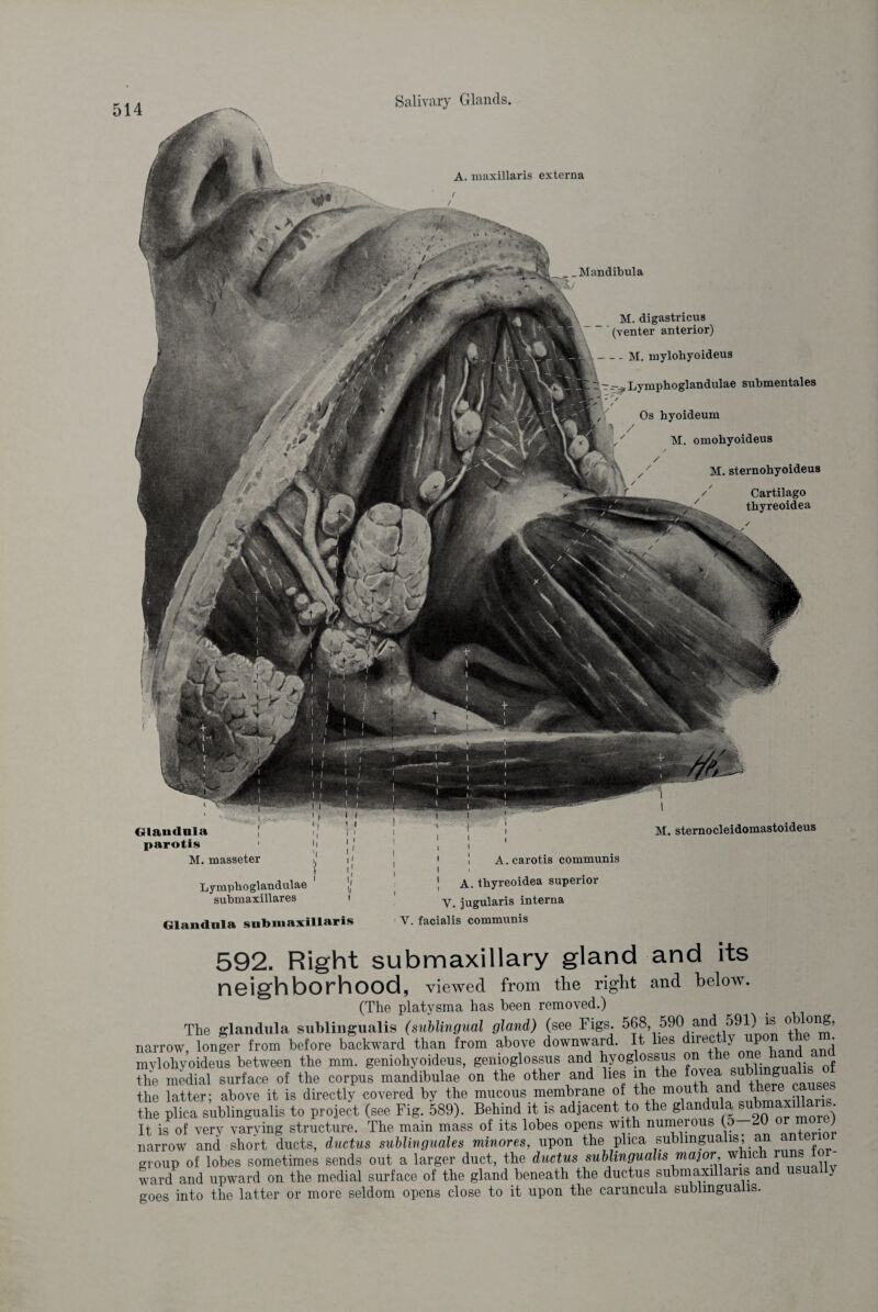 Glaudnla parotis M. masseter Lympboglandulae submaxillares A. maxillaris externa t / .Mandibula M. digastricus (venter anterior) - - M. mylohyoideus —Lymphoglandulae submentales Os byoideum M. omohyoideus / / M. sternohyoideus Cartilago / tbyreoidea i i I ! A. carotis communis A. tbyreoidea superior V. jugularis interna M. sternocleidomastoideus Glaudnla subiuaxillaris V. facialis communis 592. Right submaxillary gland and its neighborhood, viewed from the right and below. (The platysma has been removed.) The glandula sublingualis (sublingual gland) (see Figs. 568, 590 and 591) is ^lonS> narrow, longer from before backward than from above downward. It lies direct y P ^ mvlohvoideus between the mm. geniohyoideus, gemoglossus and hyoglossus on one haM the medial surface of the corpus mandibnlae on the other and lies m the foveaÄfe fause the latter; above it is directly covered by the mucous membrane of_ the> mouth the plica sublingualis to project (see Fig. 589). Behind it is adjacent to the glandu a It is of very varying structure. The main mass of its lobes opens with numerous (5 . ' narrow and short ducts, ductus sublinguales minores, upon the plica sublingualis,.an group of lobes sometimes sends out a larger duct, the ductus sublingualis major which runs tor- ward and upward on the medial surface of the gland beneath the ductus submaxillaris an goes into the latter or more seldom opens close to it upon the caruncula sublingualis.