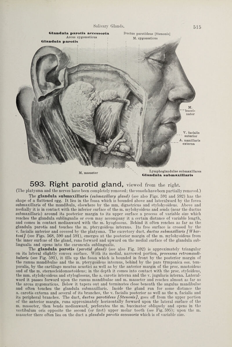 Glandala parotis accessoria Arcus zygomaticus j Glandula parotis Ductus parotideus [Stenonis] M. zygomaticus M. “bucci¬ nator Y. facialis anterior A. maxillaris externa M. masseter Lymphoglandulae submaxillares Glandula snbmaxillaris 593. Right parotid gland, viewed from the right. (The platysma and the nerves have been completely removed; the vessels have been partially removed.) The glandula submaxillaris (submaxillary gland) (see also Figs. 591 and 592) has the shape of a flattened egg. It lies in the fossa which is bounded above and lateralward by the fovea submaxillaris of the mandibula, elsewhere by the mm. digastricus and stylohyoideus. Above and medially it is in contact with the inferior surface of the m. mylohyoideus and sends (near the ductus submaxillaris) around its posterior margin to its upper surface a process of variable size which reaches the glandula sublingualis or even may accompany it a certain distance of variable length, and comes in contact medianward with the m. hyoglossus. Behind it often reaches as far as the glandula parotis and touches the m. pterygoideus internus. Its free surface is crossed by the v. facialis anterior and covered by the platysma. The excretory duct, ductus submaxillaris [Whar- tonij (see Figs. 568, 590 and 591), emerges at the posterior margin of the m. mylohyoideus from the inner surfcae of the gland, runs forward and upward on the medial surface of the glandula sub¬ lingualis and opens into the caruncula sublingualis. The glandula parotis (parotid gland) (see also Fig. 592) is approximately triangular on its lateral slightly convex surface. With its medial, narrowed portion, processus retromandi- bularis (see Fig. 591), it fills up the fossa which is bounded in front by the posterior margin of the ramus mandibulae and the m. pterygoideus internus, behind by the pars tympanica oss. tem¬ poralis, by the cartilago meatus acustici as well as by the anterior margin of the proc. mastoideus and of the m. sternocleidomastoideus; in the depth it comes into contact with the proc. stvloideus, the mm. stylohyoideus and styloglossus, the a. carotis interna and the v. jugularis interna. Lateral- ward it passes forward upon the ramus mandibulae and m. masseter and reaches almost as far as the arcus zygomaticus. Below it tapers out and terminates close beneath the angulus mandibulae and often touches the glandula submaxillaris. Inside the gland run for some distance the a. carotis externa and several of its branches, the v. facialis posterior as well as the n. facialis and its peripheral branches. The duct, ductus parotideus [Stenonis], goes off from the upper portion of the anterior margin, runs approximately horizontally forward upon the lateral surface of the m. masseter, then bends medianward, perforates the m. buccinator obliquely and opens in the vestibulum oris opposite the second (or first) upper molar tooth (see Fig. 595); upon the m. masseter there often lies on the duct a glandula parotis accessoria which is of variable size.