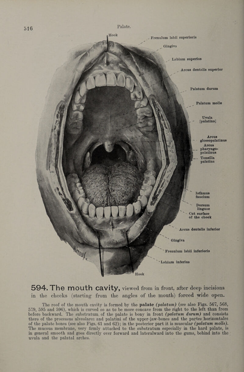 16 Uvula [palatina] Hook „ Frenulum labii superioris Gingiva ^ Labium superius Arcus dentalis superior Palatum durum Palatum molle Arcus glossopalatinus Arcus pharyngo- palatinus Tonsilla palatina Hook Isthmus faucium ^ Dorsum linguae 'Cut surface of the cheek Arcus dentalis inferior Gingiva Frenulum labii inferioris Labium inferius 594. The mouth cavity, viewed from in front, after deep incisions in the cheeks (starting from the angles of the mouth) forced wide open. The roof of the mouth cavity is formed by the palate (palatum) (see also Figs. 567, 568, 579, 595 and 596), which is curved so as to be more concave from the right to the left than from before backward. The substratum of the palate is bony in front (palatum durum) and consists there of the processus alveolares and palatini of the upper-jaw-bones and the partes horizontales of the palate bones (see also Figs. 61 and 62); in the posterior part it is muscular (palatum molle). The mucous membrane, very firmly attached to the substratum especially in the hard palate, is in general smooth and goes directly over forward and lateralward into the gums, behind into the uvula and the palatal arches.