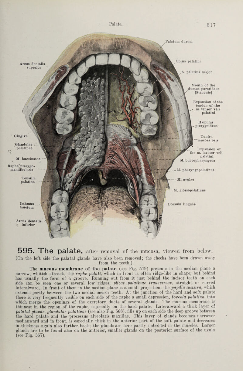 Palatum durum / / Arcus dentalis superior Spina palatina A. palatina major Isthmus ^ faucium Expansion of the m. levator veli palatini M. buccopharyngeus = =M. pharyngopalatinus — M. uvulae - M. glossopalatinus -Dorsum linguae Mouth of the ductus parotideus [Stenonis] Expansion of the tendon of the m. tensor veli palatini Hamulus -pterygoideus Tunica mucosa oris Arcus dentalis inferior Gingiva Glandulae A palatinae M. buccinator 1 Raphe'pterygo- mandibularis Tonsil] a palatina - 595. The palate, after removal of the mucosa, viewed from below. (On the left side the palatal glands have also been removed; the cheeks have been drawn away from the teeth.) The mucous membrane of the palate (see Fig. 579) presents in the median plane a narrow, whitish streack, the raphe palati, which in front is often ridge-like in shape, but behind has usually the form of a groove. Running out from it just behind the incisor teeth on each side can be seen one or several low ridges, plicae palatinae transversae, straight or curved lateralward. In front of them in the median plane is a small projection, the papilla incisiva, which extends partly between the two medial incisor teeth. At the junction of the hard and soft palate there is very frequently visible on each side of the raphe a small depression, foveola palatina, into which merge the openings of the excretory ducts of several glands. The mucous membrane is thinnest in the region of the raphe, especially on the hard palate. Lateral ward a thick layer of palatal glands, glandulae palatinae (see also Fig. 568), fills up on each side the deep groove between the hard palate and the processus alveolaris maxillae. This layer of glands becomes narrower medianward and in front, is especially thick in the anterior part of the soft palate and decreases in thickness again also farther back; the glands are here partly imbedded in the muscles. Larger glands are to be found also on the anterior, smaller glands on the posterior surface of the uvula (see Fig. 567).