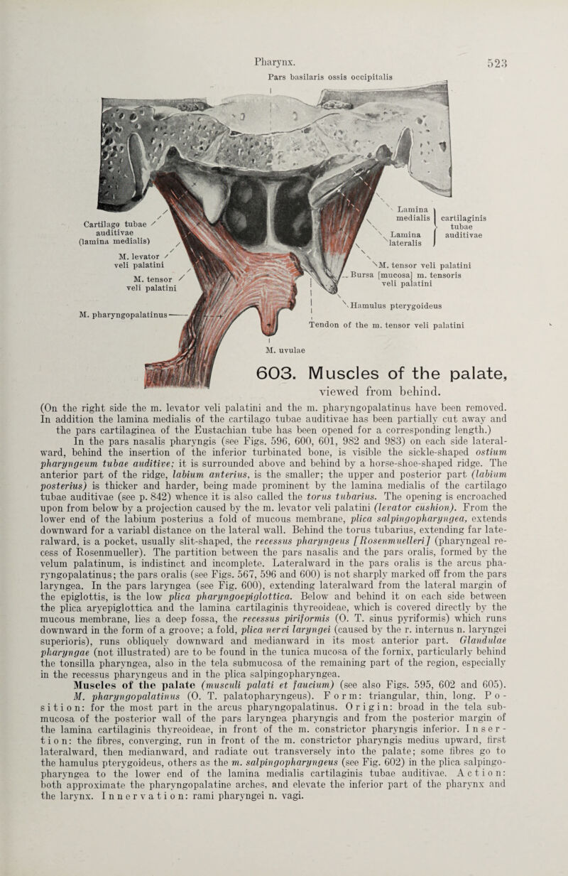 M. pbaryngopalatinus l M. uvulae 603. Muscles of the palate viewed from behind. Cartilago tubae / auditivae (lamina medialis) M. levator / veli palatini M. tensor / veli palatini Lamina medialis | cartilaginis tubae Lamina | auditivae lateralis ^M. tensor veli palatini Bursa [mucosa] m. tensoris veli palatini \ Hamulus pterygoideus Tendon of the m. tensor veli palatini Pars basilaris ossis occipitalis 5 (On the right side the m. levator veli palatini and the m. pharyngopalatinus have been removed. In addition the lamina medialis of the cartilago tubae auditivae has been partially cut away and the pars cartilaginea of the Eustachian tube has been opened for a corresponding length.) In the pars nasalis pharyngis (see Figs. 596, 600, 601, 982 and 983) on each side lateral- ward, behind the insertion of the inferior turbinated bone, is visible the sickle-shaped ostium pharyngeum tubae auditive; it is surrounded above and behind by a horse-shoe-shaped ridge. The anterior part of the ridge, labium anterius, is the smaller; the upper and posterior part (labium posterius) is thicker and harder, being made prominent by the lamina medialis of the cartilago tubae auditivae (see p. 842) whence it is also called the torus tubarius. The opening is encroached upon from below by a projection caused by the m. levator veli palatini (levator cushion). From the lower end of the labium posterius a fold of mucous membrane, plica salpingopharyngea, extends downward for a variabl distance on the lateral wall. Behind the torus tubarius, extending far late¬ ralward, is a pocket, usually slit-shaped, the recessus pharyngeus [Rosenmuelleri] (pharyngeal re¬ cess of Rosenmueller). The partition between the pars nasalis and the pars oralis, formed by the velum palatinum, is indistinct and incomplete. Lateralward in the pars oralis is the arcus pha¬ ryngopalatinus; the pars oralis (see Figs. 567, 596 and 600) is not sharply marked off from the pars laryngea. In the pars laryngea (see Fig. 600), extending lateral ward from the lateral margin of the epiglottis, is the low plica pharyngoepiglottica. Below and behind it on each side between the plica aryepiglottica and the lamina cartilaginis thyreoideae, which is covered directly by the mucous membrane, lies a deep fossa, the recessus piriformis (O. T. sinus pyriformis) which runs downward in the form of a groove; a fold, plica nervi laryngei (caused by the r. internus n. laryngei superioris), runs obliquely downward and medianward in its most anterior part. Glandulae pharyngae (not illustrated) are to be found in the tunica mucosa of the fornix, particularly behind the tonsilla pharyngea, also in the tela submucosa of the remaining part of the region, especially in the recessus pharyngeus and in the plica salpingopharyngea. Muscles of the palate (musculi palati et faucium) (see also Figs. 595, 602 and 605). M. pharyngopalatinus (O. T. palatopharyngeus). Form: triangular, thin, long. Po¬ sition: for the most part in the arcus pharyngopalatinus. Origin: broad in the tela sub¬ mucosa of the posterior wall of the pars laryngea pharyngis and from the posterior margin of the lamina cartilaginis thyreoideae, in front of the m. constrictor pharyngis inferior. Inser¬ tion: the fibres, converging, run in front of the m. constrictor pharyngis medius upward, first lateralward, then medianward, and radiate out transversely into the palate; some fibres go to the hamulus pterygoideus, others as the m. salpingopharyngeus (see Fig. 602) in the plica salpingo¬ pharyngea to the lower end of the lamina medialis cartilaginis tubae auditivae. Action: both approximate the pharyngopalatine arches, and elevate the inferior part of the pharynx and the larynx. Innervation: rami pharyngei n. vagi.