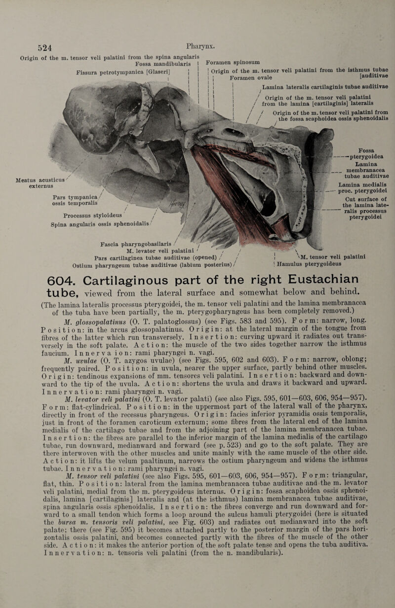 Origin of the m. tensor veli palatini from the spina angularis Fossa mandibularis I Foramen spinosum Meatus acusticus externus Pars tympanica/ ossis temporalis •• / Processus styloideus f Spina angularis ossis sphenoidalis/ Fascia pharyngobasilaris / , M. levator veli palatini ' / Pars cartilaginea tubae auditivae (opened) / Ostium pbaryngeum tubae auditivae (labium posterius), V'M. tensor veli palatini ] Hamulus pterygoideus Fissura petrotympanica [Glaseri] ! Origin of the m. tensor veli palatini from the isthmus tubae I j Foramen ovale [auditivae ^ Lamina lateralis cartilaginis tubae auditivae / Origin of the m. tensor veli palatini j from the lamina [cartilaginis] lateralis / / Origin of the m. tensor veli palatini from ' / , the fossa scapboidea ossis sphenoidalis Fossa --pterygoidea Lamina membranacea tubae auditivae Lamina medialis — proc. pterygoidei Cut surface of the lamina late¬ ralis processus pterygoidei 604. Cartilaginous part of the right Eustachian tube, viewed from the lateral surface and somewhat below and behind* (The lamina lateralis processus pterygoidei, the m. tensor veli palatini and the lamina membranacea of the tuba have been partially, the m. pterygopharyngeus has been completely removed.) M. glossopalatinus (0. T. palatoglossus) (see Figs. 583 and 595). Form: narrow, long. Position: in the arcus glossopalatinus. Origin: at the lateral margin of the tongue from fibres of the latter which run transversely. Insertion: curving upward it radiates out trans¬ versely in the soft palate. Action: the muscle of the two sides together narrow the isthmus faucium. Inner v a ion: rami pharyngei n. vagi. M. uvulae (0. T. azygos uvulae) (see Figs. 595, 602 and 603). Form: narrow, oblong; frequently paired. Position: in uvula, nearer the upper surface, partly behind other muscles. Origin: tendinous expansions of mm. tensores veli palatini. Insertion: backward and down¬ ward to the tip of the uvula. Action: shortens the uvula and draws it backward and upward. Innervation: rami pharyngei n. vagi. M. levator veli palatini (0. T. levator palati) (see also Figs. 595, 601—603, 606, 954—957). Form: flat-cylindrical. Position: in the uppermost part of the lateral wall of the pharynx, directly in front of the recessus pharyngeus. Origin: facies inferior pyramidis ossis temporalis, just in front of the foramen caroticum externum; some fibres from the lateral end of the lamina medialis of the cartilago tubae and from the adjoining part of the lamina membranacea tubae. Insertion: the fibres are parallel to the inferior margin of the lamina medialis of the cartilago tubae, run downward, medianward and forward (see p. 523) and go to the soft palate. They are there interwoven with the other muscles and unite mainly with the same muscle of the other side. Action: it lifts the velum paaltinum, narrows the ostium pharyngeum and widens the isthmus tubae. Innervation: rami pharyngei n. vagi. M. tensor veli palatini (see also Figs. 595, 601—603, 606, 954—957). Form: triangular, flat, thin. Position: lateral from the lamina membranacea tubae auditivae and the m. levator veli palatini, medial from the m. pterygoideus internus. Origin: fossa scaphoidea ossis sphenoi¬ dalis, lamina [cartilaginis] lateralis and (at the isthmus) lamina membranacea tubae auditivae, spina angularis ossis sphenoidalis. Insertion: the fibres converge and run downward and for¬ ward to a small tendon which forms a loop around the sulcus hamuli pterygoidei (here is situated the bursa m. tensoris veli palatini, see Fig. 603) and radiates out medianward into the soft palate; there (see Fig. 595) it becomes attached partly to the posterior margin of the pars hori- zontalis ossis palatini, and becomes connected partly with the fibres of the muscle of the other side. A c t i o n: it makes the anterior portion of the soft palate tense and opens the tuba auditiva. Innervation: n. tensoris veli palatini (from the n. mandibularis).