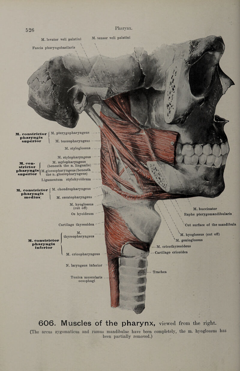 M. styloglossus M. constrictor ( M. pterygopharyngeus pliaryngis snperior [ M. buccopliaryrigeus M. stylopharyngeus M. con- f M- mylopharyngeus strictor ) (beneath the n. lingualis) pharynffis | M.glossopharyngeus (beneath snperior l the n. glossopharyngeus) Ligamentum stylohyoideum M. constrictor f M. chondropharyngeus pliaryng-is medins' \ M. ceratopharyngeus M. hyoglossus (cut off) Os hyoideum Cartilago thyreoidea DI. constrictor pharyngis inferior M. thyreopharyngeus M. cricopharyngeus N. laryngeus inferior Tunica muscularis oesophagi M. buccinator x x Xx Eaphe pterygomandibulariä \ s \ ’ Cut surface of the mandibula \ M. hyoglossus (cut off) XM. genioglossus —M. cricothyreoideus --Cartilago cricoidea - Trachea M. levator veli palatini \ Fascia pharyngobasilaris \ \ \ M. tensor veli palatini 606. MuSCleS Of the pharynx, viewed from the right. (The arcus zygomaticus and ramus mandibulae have been completely, the m. hyoglossus has been partially removed.)