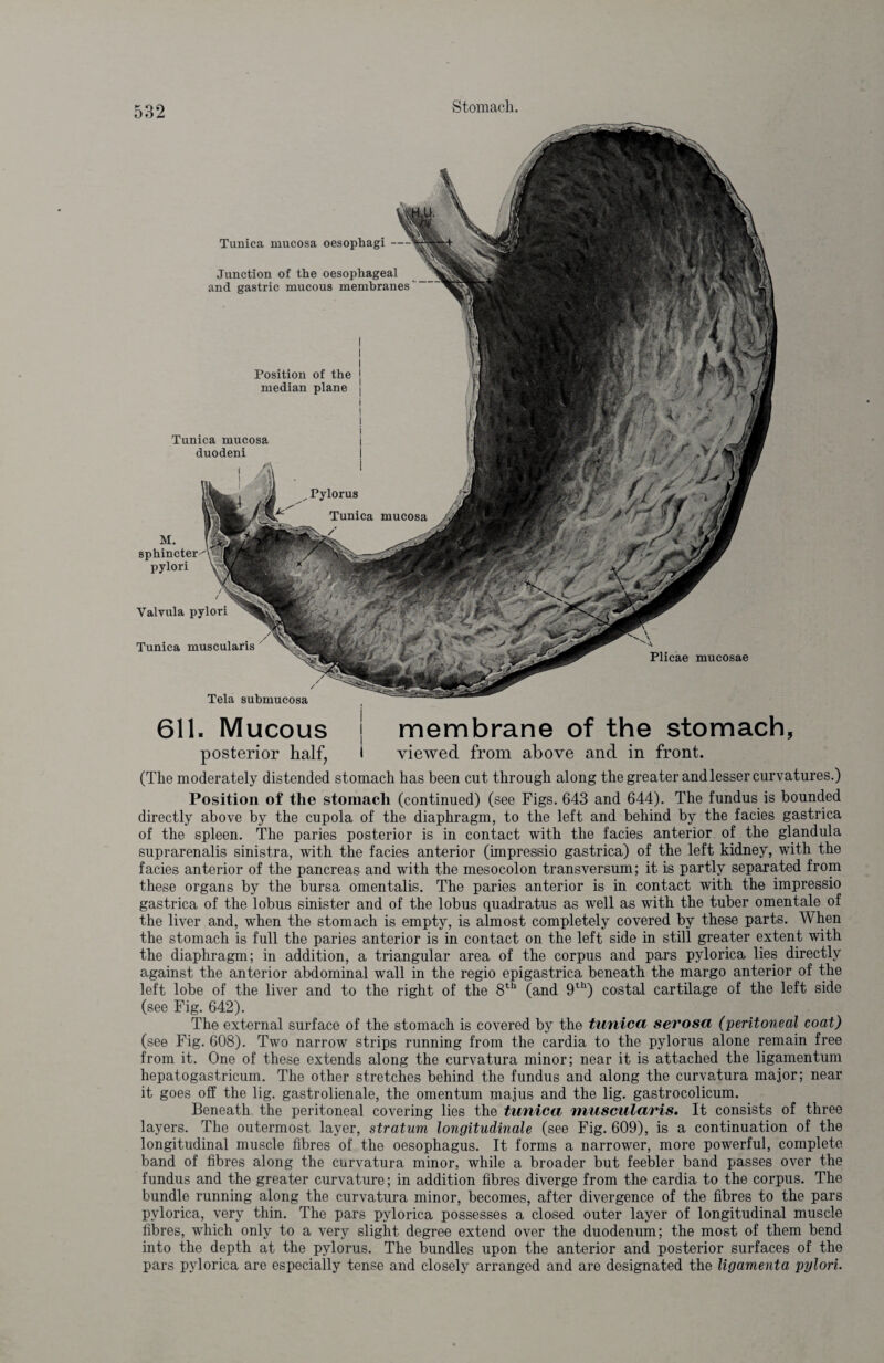 Plicae mucosae Tunica mucosa oesophagi - Junction of the oesophageal and gastric mucous membranes ! Position of the | median plane i I i i Tunica mucosa j duodeni M. sphincter pylori Valvula pylori Tunica muscularis Tela submucosa 611. Mucous membrane of the stomach, posterior half, viewed from above and in front. (The moderately distended stomach has been cut through along the greater and lesser curvatures.) Position of the stomach (continued) (see Figs. 643 and 644). The fundus is bounded directly above by the cupola of the diaphragm, to the left and behind by the facies gastrica of the spleen. The paries posterior is in contact with the facies anterior of the glandula suprarenalis sinistra, with the facies anterior (impresisio gastrica) of the left kidney, with the facies anterior of the pancreas and with the mesocolon transversum; it is partly separated from these organs by the bursa omentalis. The paries anterior is in contact with the impressio gastrica of the lobus sinister and of the lobus quadratus as well as with the tuber omentale of the liver and, when the stomach is empty, is almost completely covered by these parts. When the stomach is full the paries anterior is in contact on the left side in still greater extent with the diaphragm; in addition, a triangular area of the corpus and pars pylorica lies directly against the anterior abdominal wall in the regio epigastrica beneath the margo anterior of the left lobe of the liver and to the right of the 8th (and 9th) costal cartilage of the left side (see Fig. 642). The external surface of the stomach is covered by the tunica serosa (peritoneal coat) (see Fig. 608). Two narrow strips running from the cardia to the pylorus alone remain free from it. One of these extends along the curvatura minor; near it is attached the ligamentum hepatogastricum. The other stretches behind the fundus and along the curvatura major; near it goes off the lig. gastrolienale, the omentum majus and the lig. gastrocolicum. Beneath the peritoneal covering lies the tunica muscularis. It consists of three layers. The outermost layer, stratum longitudinale (see Fig. 609), is a continuation of the longitudinal muscle fibres of the oesophagus. It forms a narrower, more powerful, complete band of fibres along the curvatura minor, while a broader but feebler band passes over the fundus and the greater curvature; in addition fibres diverge from the cardia to the corpus. The bundle running along the curvatura minor, becomes, after divergence of the fibres to the pars pylorica, very thin. The pars pylorica possesses a closed outer layer of longitudinal muscle fibres, which only to a very slight degree extend over the duodenum; the most of them bend into the depth at the pylorus. The bundles upon the anterior and posterior surfaces of the pars pylorica are especially tense and closely arranged and are designated the ligamenta pylori.