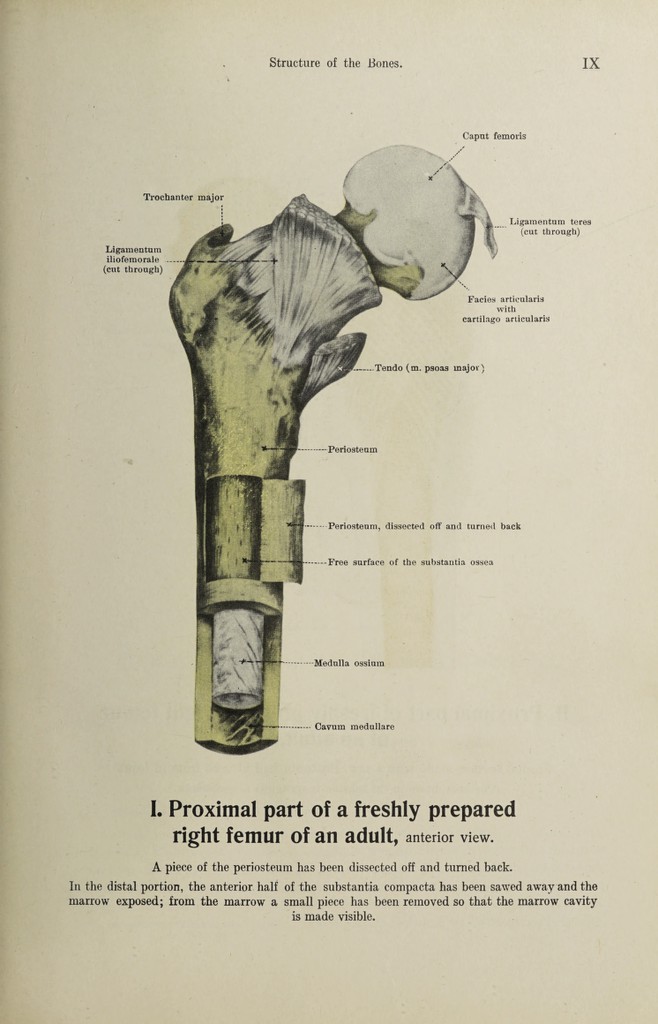 Hand atlas of human anatomy / by Werner Spalteholz. | Wellcome