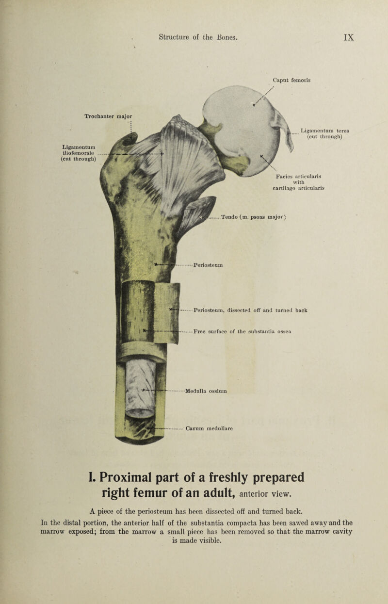 Caput femoris Periosteum, dissected off and turned back Free surface of the substantia ossea Tendo (m. psoas major) Medulla ossium Cavum medulläre Ligamentum iliofemorale (cut through) Ligamentum teres (cut through) Facies articularis with cartilago articularis Trochanter major I. Proximal part of a freshly prepared right femur of an adult, anterior view. A piece of the periosteum has been dissected off and turned back. In the distal portion, the anterior half of the substantia compacta has been sawed away and the marrow exposed; from the marrow a small piece has been removed so that the marrow cavity is made visible.