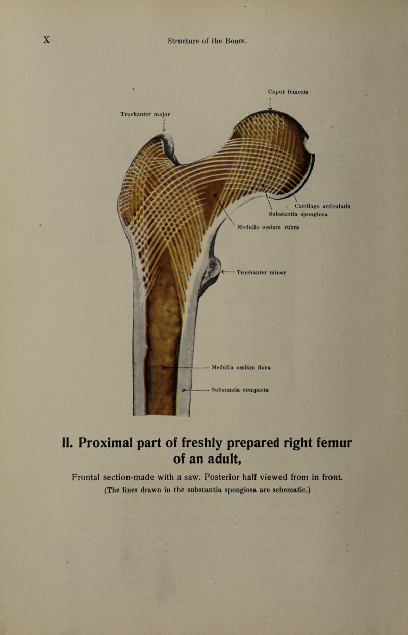 e Trochanter major i i Cartilago articularis Substantia spongiosa Medulla ossium rubra Trochanter minor Caput femoris I I Medulla ossium flava Substantia compacta II. Proximal part of freshly prepared right femur of an adult, Frontal section-made with a saw. Posterior half viewed from in front. (The lines drawn in the substantia spongiosa are schematic.)