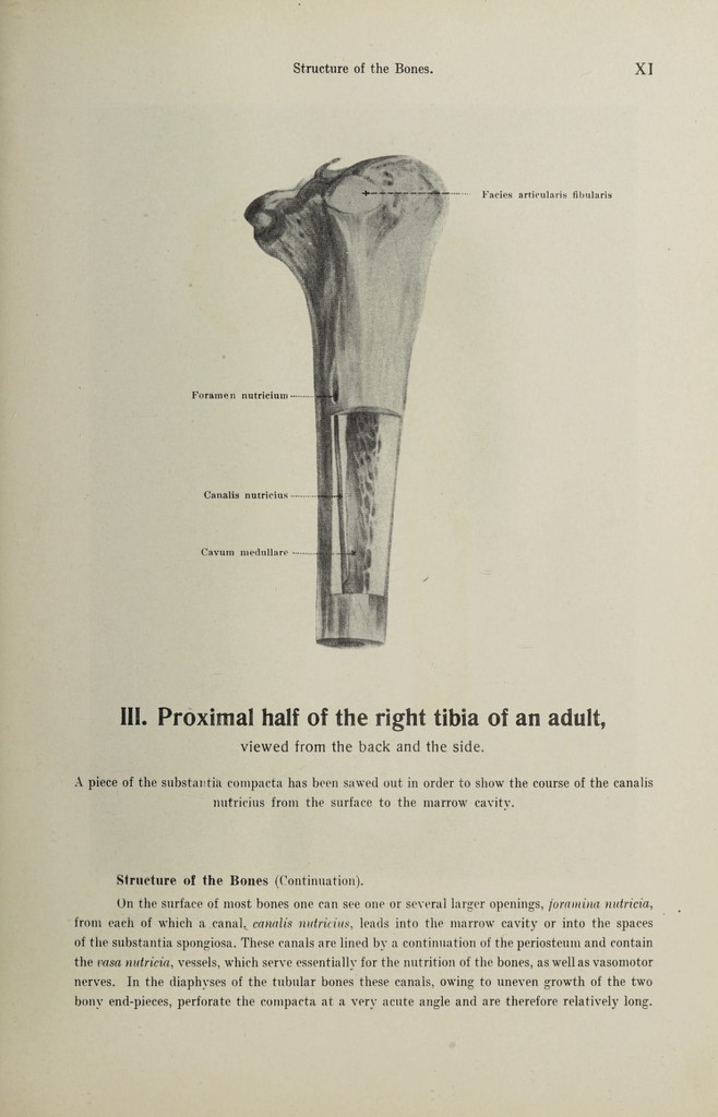 Hand atlas of human anatomy / by Werner Spalteholz. | Wellcome