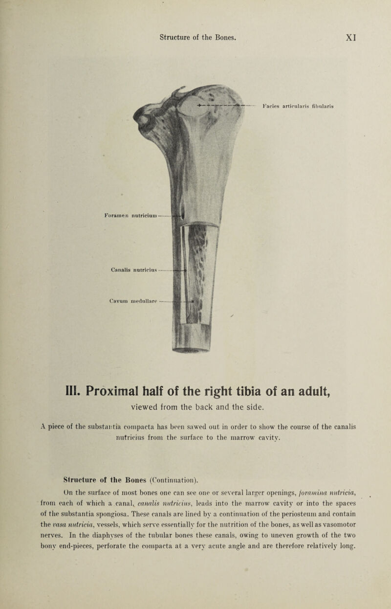 III. Proximal half of the right tibia of an adult, viewed from the back and the side. A piece of the substantia compacta has been sawed out in order to show the course of the canalis nutricius from the surface to the marrow cavity. Structure of the Bones (Continuation). On the surface of most bones one can see one or several larger openings, foramina nutricia, from each of which a.canal,, canalis nutricius, leads into the marrow cavity or into the spaces of the substantia spongiosa. These canals are lined by a continuation of the periosteum and contain the rasa nutricia, vessels, which serve essentially for the nutrition of the bones, as well as vasomotor nerves. In the diaphyses of the tubular bones these canals, owing to uneven growth of the two bony end-pieces, perforate the compacta at a very acute angle and are therefore relatively long.