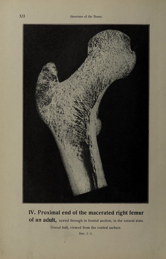 Hand atlas of human anatomy / by Werner Spalteholz. | Wellcome
