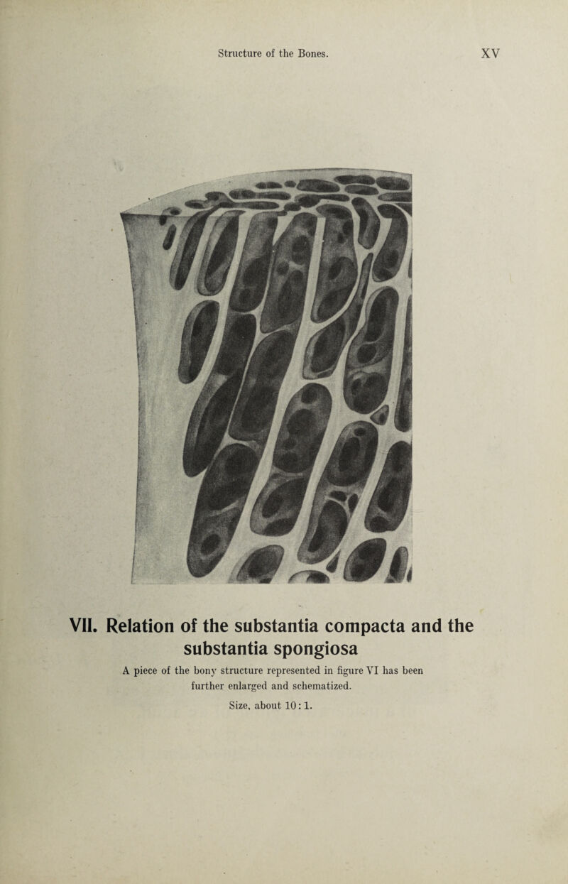 VII. Relation of the substantia compacta and the substantia spongiosa A piece of the bony structure represented in figure VI has been further enlarged and schematized. Size, about 10:1