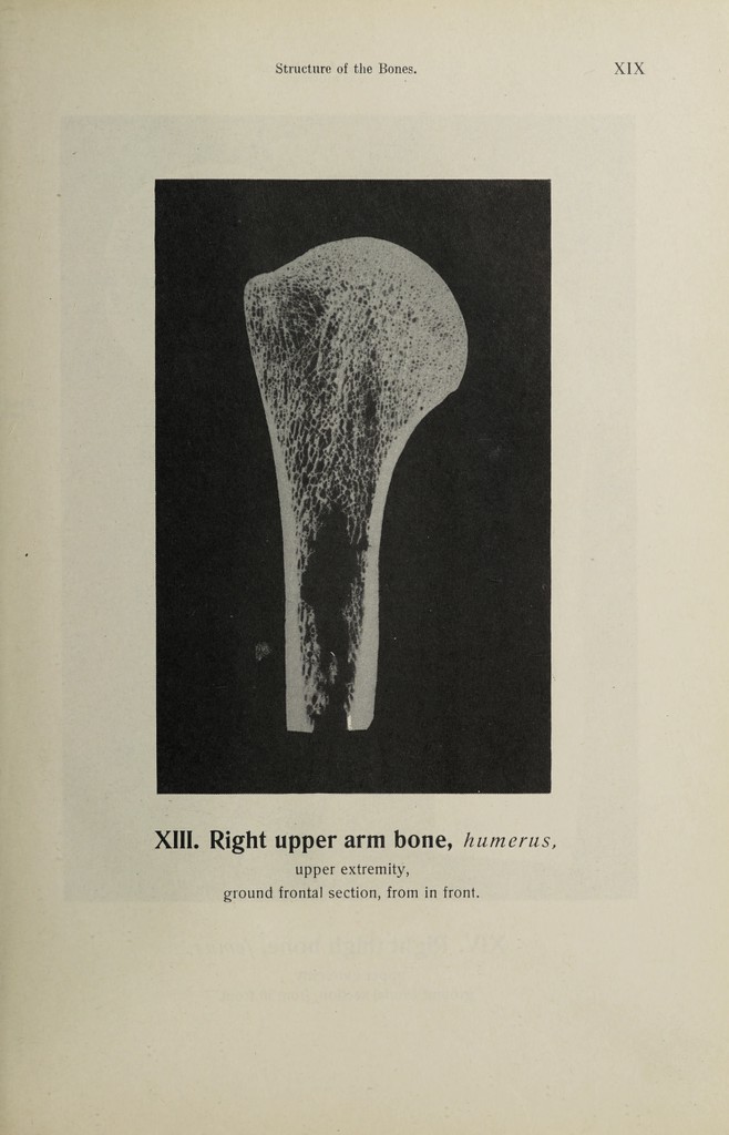 Hand atlas of human anatomy / by Werner Spalteholz. | Wellcome