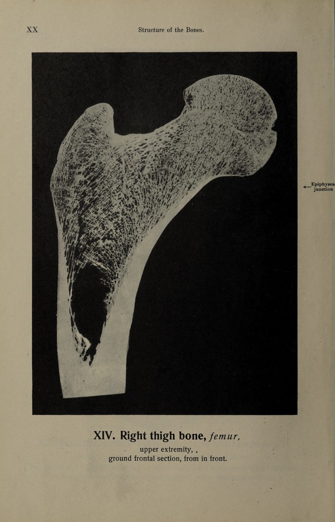 Hand atlas of human anatomy / by Werner Spalteholz. | Wellcome