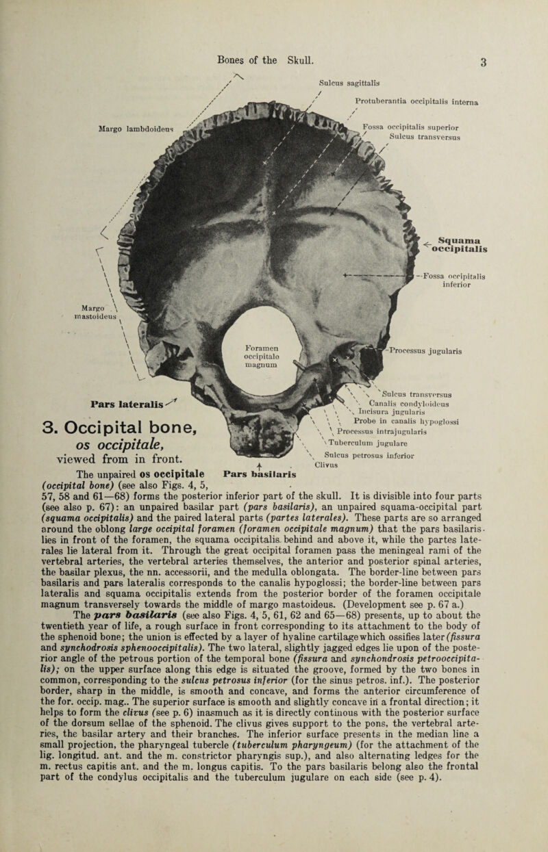 Salens sagittalis Margo lambdoidens Protuberantia occipitalis interna Fossa occipitalis superior ^ Sulcus transversus Margo . \ mastoideus , Squama occipitalis Fossa occipitalis inferior Processus jugularis Pars lateralis \ \ Sulcus transversus Canalis condyloideus \ \ Incisura jugularis t \ Probe in canalis hypoglossi \ \ Processus intrajugularis \ Tuberculum jugulare Sulcus petrosus inferior Clivus 3. Occipital bone, os occipitale, viewed from in front. The unpaired OS occipitale Pars basilaris (occipital bone) (see also Figs. 4, 5, 57, 58 and 61—68) forms the posterior inferior part of the skull. It is divisible into four parts (see also p. 67): an unpaired basilar part (pars basilaris), an unpaired squama-occipital part (squama occipitalis) and the paired lateral parts (partes laterales). These parts are so arranged around the oblong large occipital foramen (foramen occipitale magnum) that the pars basilaris- lies in front of the foramen, the squama occipitalis, behind and above it, while the partes late¬ rales lie lateral from it. Through the great occipital foramen pass the meningeal rami of the vertebral arteries, the vertebral arteries themselves, the anterior and posterior spinal arteries, the basilar plexus, the nn. accessorii, and the medulla oblongata. The border-line between pars basilaris and pars lateralis corresponds to the canalis hypoglossi; the border-line between pars lateralis and squama occipitalis extends from the posterior border of the foramen occipitale magnum transversely towards the middle of margo mastoideus. (Development see p. 67 a.) The pars basilaris (see also Figs. 4, 5, 61, 62 and 65—68) presents, up to about the twentieth year of life, a rough surface in front corresponding to its attachment to the body of the sphenoid bone; the union is effected by a layer of hyaline cartilage which ossifies later (fissura and synchodrosis sphenooccipitalis). The two lateral, slightly jagged edges lie upon of the poste¬ rior angle of the petrous portion of the temporal bone (fissura and synchondrosis petrooccipita- lis); on the upper surface along this edge is situated the groove, formed by the two bones in common, corresponding to the sulcus petrosus inferior (for the sinus petros. inf.). The posterior border, sharp in the middle, is smooth and concave, and forms the anterior circumference of the for. occip. mag.. The superior surface is smooth and slightly concave in a frontal direction; it helps to form the clivus (see p. 6) inasmuch as it is directly continous with the posterior surface of the dorsum sellae of the sphenoid. The clivus gives support to the pons, the vertebral arte¬ ries, the basilar artery and their branches. The inferior surface presents in the median line a small projection, the pharyngeal tubercle (tuberculum pharyngeum) (for the attachment of the lig. longitud. ant. and the m. constrictor pharyngis sup.), and also alternating ledges for the m. rectus capitis ant. and the m. longus capitis. To the pars basilaris belong also the frontal part of the condylus occipitalis and the tuberculum jugulare on each side (see p. 4).