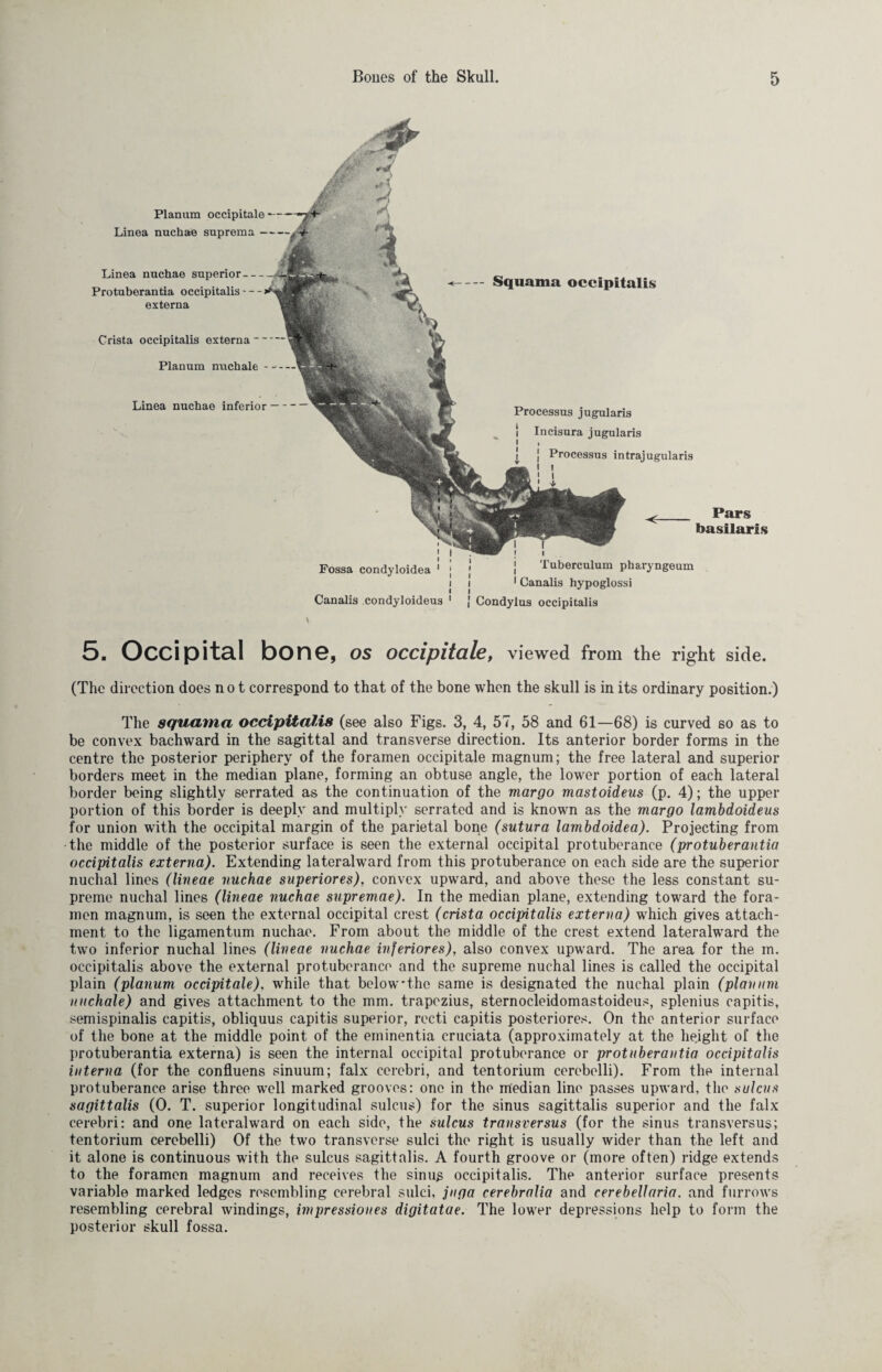 5. Occipital bone, OS occipitale, viewed from the right side. (The direction does no t correspond to that of the bone when the skull is in its ordinary position.) The squama occipitalis (see also Figs. 3, 4, 57, 58 and 61—68) is curved so as to be convex bachward in the sagittal and transverse direction. Its anterior border forms in the centre the posterior periphery of the foramen occipitale magnum; the free lateral and superior borders meet in the median plane, forming an obtuse angle, the lower portion of each lateral border being slightly serrated as the continuation of the margo mastoideus (p. 4); the upper portion of this border is deeply and multiply serrated and is known as the margo lambdoideus for union with the occipital margin of the parietal bone (sutura lambdoidea). Projecting from the middle of the posterior surface is seen the external occipital protuberance (protuberantia occipitalis externa). Extending lateralward from this protuberance on each side are the superior nuchal lines (lineae nuchae superiores), convex upward, and above these the less constant su¬ preme nuchal lines (lineae nuchae supremae). In the median plane, extending toward the fora¬ men magnum, is seen the external occipital crest (crista occipitalis externa) which gives attach¬ ment to the ligamentum nuchae. From about the middle of the crest extend lateralward the two inferior nuchal lines (lineae nuchae inferiores), also convex upward. The area for the m. occipitalis above the external protuberance and the supreme nuchal lines is called the occipital plain (planum occipitale), while that below'the same is designated the nuchal plain (planum nuchale) and gives attachment to the mm. trapezius, sternocleidomastoideus, splenius capitis, semispinalis capitis, obliquus capitis superior, recti capitis posteriores. On the anterior surface of the bone at the middle point of the eminentia cruciata (approximately at the height of the protuberantia externa) is seen the internal occipital protuberance or protuberantia occipitalis interna (for the confluens sinuum; falx cerebri, and tentorium cerebelli). From the internal protuberance arise three well marked grooves: one in the median line passes upward, the sulcus sagittalis (0. T. superior longitudinal sulcus) for the sinus sagittalis superior and the falx cerebri: and one lateralward on each side, the sulcus transversus (for the sinus transversus; tentorium cerebelli) Of the two transverse sulci the right is usually wider than the left and it alone is continuous with the sulcus sagittalis. A fourth groove or (more often) ridge extends to the foramen magnum and receives the sinus occipitalis. The anterior surface presents variable marked ledges resembling cerebral sulci, juga cerebralia and cerebellaria. and furrows resembling cerebral windings, impressiones digitatae. The lower depressions help to form the posterior skull fossa.