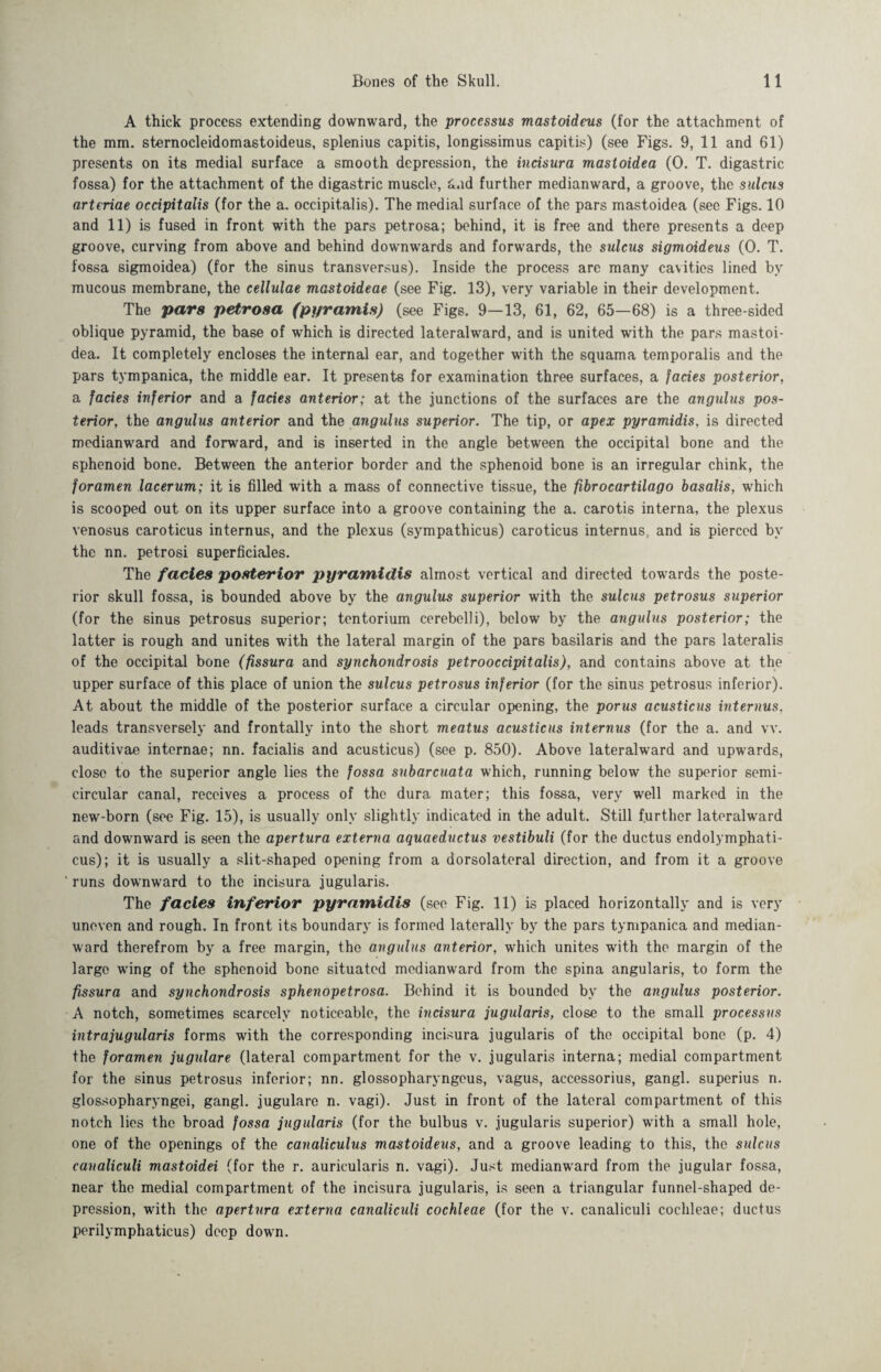 A thick process extending downward, the processus mastoideus (for the attachment of the mm. sternocleidomastoideus, splenius capitis, longissimus capitis) (see Figs. 9, 11 and 61) presents on its medial surface a smooth depression, the incisura masloidea (0. T. digastric fossa) for the attachment of the digastric muscle, £ad further medianward, a groove, the sulctis arteriae occipitalis (for the a. occipitalis). The medial surface of the pars mastoidea (see Figs. 10 and 11) is fused in front with the pars petrosa; behind, it is free and there presents a deep groove, curving from above and behind downwards and forwards, the sulcus sigmoideus (0. T. fossa sigmoidea) (for the sinus transversus). Inside the process are many cavities lined by mucous membrane, the cellulae mastoideae (see Fig. 13), very variable in their development. The pars petrosa (pyramis) (see Figs. 9—13, 61, 62, 65—68) is a three-sided oblique pyramid, the base of which is directed lateralward, and is united with the pars mastoi¬ dea. It completely encloses the internal ear, and together with the squama temporalis and the pars tympanica, the middle ear. It presents for examination three surfaces, a lades posterior, a facies inferior and a facies anterior; at the junctions of the surfaces are the angulus pos¬ terior, the angulus anterior and the angulus superior. The tip, or apex pyramidis, is directed medianward and forward, and is inserted in the angle between the occipital bone and the sphenoid bone. Between the anterior border and the sphenoid bone is an irregular chink, the foramen lacerum; it is filled with a mass of connective tissue, the fibrocartilago basalis, which is scooped out on its upper surface into a groove containing the a. carotis interna, the plexus venosus caroticus internus, and the plexus (sympathicus) caroticus internus, and is pierced by the nn. petrosi superficiales. The facies posterior pyramidis almost vertical and directed towards the poste¬ rior skull fossa, is bounded above by the angulus superior with the sulcus petrosus superior (for the sinus petrosus superior; tentorium cerebelli), below by the angulus posterior; the latter is rough and unites with the lateral margin of the pars basilaris and the pars lateralis of the occipital bone (fissura and synchondrosis petrooccipitalis), and contains above at the upper surface of this place of union the sulcus petrosus inferior (for the sinus petrosus inferior). At about the middle of the posterior surface a circular opening, the porus acusticus interims, leads transversely and frontally into the short meatus acusticus internus (for the a. and vv. auditivae internae; nn. facialis and acusticus) (see p. 850). Above lateral ward and upwards, close to the superior angle lies the fossa subarcuata which, running below the superior semi¬ circular canal, receives a process of the dura mater; this fossa, very well marked in the new-born (see Fig. 15), is usually only slightly indicated in the adult. Still further lateralward and downward is seen the apertura externa aquaeductus vestibuli (for the ductus endolymphati¬ cus); it is usually a slit-shaped opening from a dorsolateral direction, and from it a groove ' runs downward to the incisura jugularis. The facies inferior pyramidis (see Fig. 11) is placed horizontally and is very uneven and rough. In front its boundary is formed laterally by the pars tympanica and median- ward therefrom by a free margin, the angulus anterior, which unites with the margin of the largo wing of the sphenoid bone situated medianward from the spina angularis, to form the fissura and synchondrosis sphenopetrosa. Behind it is bounded by the angulus posterior. A notch, sometimes scarcely noticeable, the incisura jugularis, close to the small processus intr a jugularis forms with the corresponding incisura jugularis of the occipital bone (p. 4) the foramen jugulare (lateral compartment for the v. jugularis interna; medial compartment for the sinus petrosus inferior; nn. glossopharyngeus, vagus, accessorius, gangl. superius n. glossopharyngei, gangl. jugulare n. vagi). Just in front of the lateral compartment of this notch lies the broad fossa jugularis (for the bulbus v. jugularis superior) with a small hole, one of the openings of the canaliculus mastoideus, and a groove leading to this, the sulcus canaliculi mastoidei (for the r. auricularis n. vagi). Just medianward from the jugular fossa, near the medial compartment of the incisura jugularis, is seen a triangular funnel-shaped de¬ pression, with the apertura externa canaliculi cochleae (for the v. canaliculi cochleae; ductus perilymphaticus) deep down.