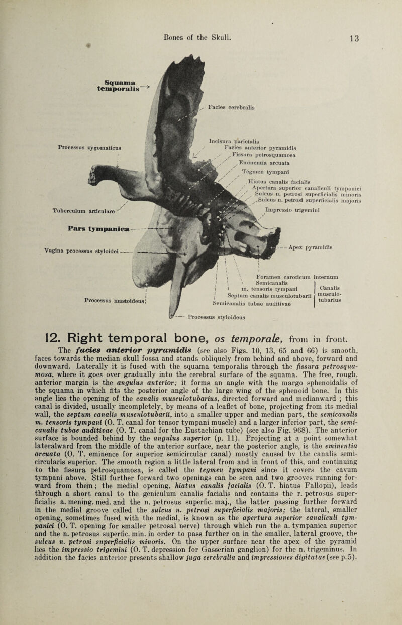 Squama temporalis Processus zygomaticus Tuberculum articulare Pars tympanica Vagina processus styloidei- Processus mastoideusj Facies cerebralis Incisura parietalis Facies anterior pyramidis x Fissura petrosquamosa Eminentia arcuata Tegmen tympani Hiatus canalis facialis Apertura superior canaliculi tympanici Sulcus n. petrosi superficialis minoris ^Sulcus n. petrosi superficialis majoris Impressio trigemini — Apex pyramidis Foramen caroticum internum i ' Semicanalis ' m. tensoris tympani Septum canalis musculotubarii Semicanalis tubae auditivae Canalis musculo- tubarius - Processus styloideus 12. Right temporal bone, os temporale, from ill front. The facies anterior pyramidis (see also Figs. 10, 13, 65 and 66) is smooth, faces towards the median skull fossa and stands obliquely from behind and above, forward and downward. Laterally it is fused with the squama temporalis through the fissura petrosqua¬ mosa, where it goes over gradually into the cerebral surface of the squama. The free, rough, anterior margin is the angulus anterior; it forms an angle with the margo sphenoidalis of the squama in which fits the posterior angle of the large wing of the sphenoid bone. In this angle lies the opening of the canalis musculotubarius, directed forward and medianward ; this canal is divided, usually incompletely, by means of a leaflet of bone, projecting from its medial wall, the septum canalis musculotubarii, into a smaller upper and median part, the semicanalis m. tensoris tympani (0. T. canal for tensor tympani muscle) and a larger inferior part, the semi¬ canalis tubae auditivae (0. T. canal for the Eustachian tube) (see also Fig. 968). The anterior surface is bounded behind by the angulus superior (p. 11). Projecting at a point somewhat lateralward from the middle of the anterior surface, near the posterior angle, is the eminentia arcuata (0. T. eminence for superior semicircular canal) mostly caused by the canalis semi- circularis superior. The smooth region a little lateral from and in front of this, and continuing to the fissura petrosquamosa, is called the tegmen tympani since it covers the cavum tympani above. Still further forward two openings can be seen and two grooves running for¬ ward from them ; the medial opening, hiatus canalis facialis (0. T. hiatus Fallopii), leads through a short canal to the geniculum canalis facialis and contains the r. petrosus super¬ ficialis a. mening. med. and the n. petrosus superfic. maj., the latter passing further forward in the medial groove called the sulcus n. petrosi superficialis majoris; the lateral, smaller opening, sometimes fused with the medial, is known as the apertura superior canaliculi tym¬ panici (0. T. opening for smaller petrosal nerve) through which run the a. tympanica superior and the n. petrosus superfic. min. in order to pass further on in the smaller, lateral groove, the sulcus n. petrosi superficialis minoris. On the upper surface near the apex of the pyramid lies the impressio trigemini (0. T. depression for Gasserian ganglion) for the n. trigeminus. In addition the facies anterior presents shallow juga cerebralia and impressiones digitatae (see p.5).