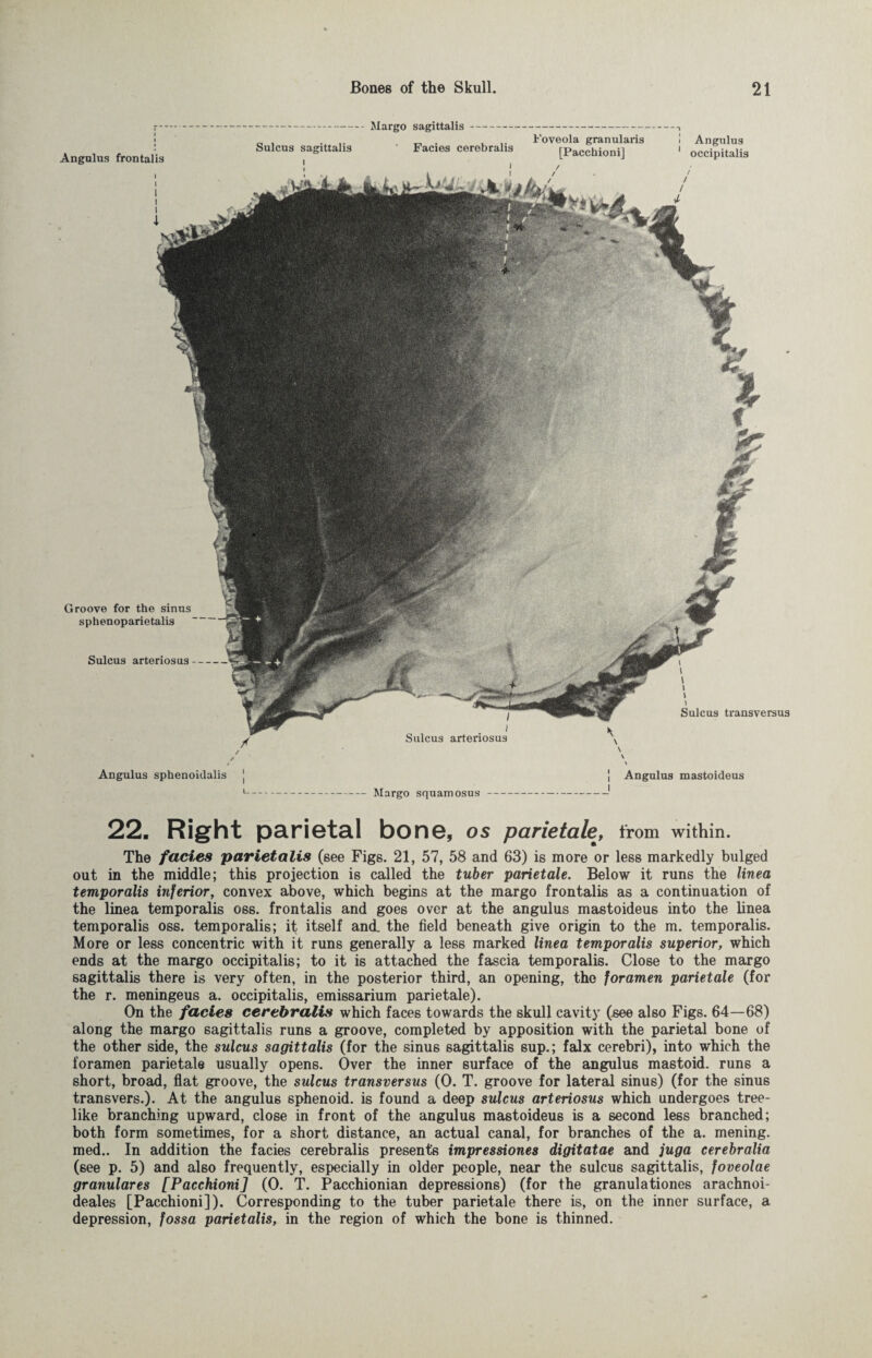 Groove for the sinus sphenoparietalis i i l i i \ Sulcus transversus Angulus frontalis Sulcus arteriosus- I Sulcus arteriosus ! Angulus 1 occipitalis / / / Sulcus sagittalis i Margo sagittalis- Facies cerebralis i Foveola granulans [Pacchioni] / / Angulus sphenoidalis i-Margo squamosus- j Angulus mastoideus i 22. Right parietal bone, os parietale, from within. The facies parietalis (see Figs. 21, 57, 58 and 63) is more or less markedly bulged out in the middle; this projection is called the tuber parietale. Below it runs the linea temporalis inferior, convex above, which begins at the margo frontalis as a continuation of the linea temporalis oss. frontalis and goes over at the angulus mastoideus into the linea temporalis oss. temporalis; it itself and. the field beneath give origin to the m. temporalis. More or less concentric with it runs generally a less marked linea temporalis superior, which ends at the margo occipitalis; to it is attached the fascia temporalis. Close to the margo sagittalis there is very often, in the posterior third, an opening, the foramen parietale (for the r. meningeus a. occipitalis, emissarium parietale). On the facies cerebralis which faces towards the skull cavity (see also Figs. 64—68) along the margo sagittalis runs a groove, completed by apposition with the parietal bone of the other side, the sulcus sagittalis (for the sinus sagittalis sup.; falx cerebri), into which the foramen parietale usually opens. Over the inner surface of the angulus mastoid, runs a short, broad, flat groove, the sulcus transversus (0. T. groove for lateral sinus) (for the sinus transvers.). At the angulus sphenoid, is found a deep sulcus arteriosus which undergoes tree¬ like branching upward, close in front of the angulus mastoideus is a second less branched; both form sometimes, for a short distance, an actual canal, for branches of the a. mening. med.. In addition the facies cerebralis present's impressiones digitatae and juga cerebralia (6ee p. 5) and also frequently, especially in older people, near the sulcus sagittalis, foveolae granuläres [Pacchioni] (0. T. Pacchionian depressions) (for the granulationes arachnoi- deales [Pacchioni]). Corresponding to the tuber parietale there is, on the inner surface, a depression, fossa parietalis, in the region of which the bone is thinned.