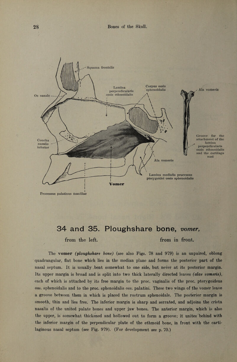 Squama frontalis Os nasale- Corpus ossis sphenoidalis A Concha nasalis — inferior Ala vomeris Groove for the attachment of the lamina perpepdicularis ossis ethmoidalis and the cartilago nasi Ala vomeris Lamina medialis processus pterygoidei ossis sphenoidalis Processus palatinus maxillae 34 and 35. Ploughshare bone, vomer, from the left. from in front. / The vomer (ploughshare hone) (see also Figs. 78 and 979) is an unpaired, oblong quadrangular, flat bone which lies in the median plane and forms the posterior part of the nasal septum. It is usually bent somewhat to one side, but never at its posterior margin. Its upper margin is broad and is split into two thick laterally directed leaves (alae vomeris), each of which is attached by its free margin to the proc. vaginalis of the proc. ptervgoideus oss. sphenoidalis and to the proc. sphenoidalis oss. palatini. These two wings of the vomer leave a groove between them in which is placed the rostrum sphenoidale. The posterior margin is smooth, thin and lies free. The inferior margin is sharp and serrated, and adjoins the crista nasalis of the united palate bones and upper jaw bones. The anterior margin, which is also the upper, is somewhat thickened and hollowed out to form a groove; it unites behind with the inferior margin of the perpendicular plate of the ethmoid bone, in front with the carti¬ laginous nasal septum (see Fig. 979). (For development see p. 70.)