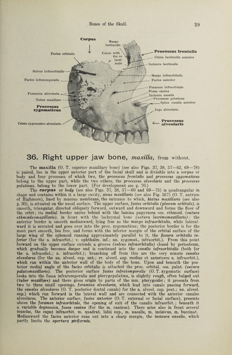 30. Right UPPOT jclW bonG, maxilla, from without. The maxilla (0. T. superior maxillary bone) (see also Figs. 37, 38, 57—62, 69—78) is paired, lies in the upper anterior part of the facial skull and is divisible into a corpus or body and four processes of which two, the processus frontalis and processus zygomaticus belong to the upper part, while the two others, the processus alveolaris and the processus palatinus, belong to the lower part. (For development see p. 70.) The corpus or body (see also Figs. 37, 38, 57—60 and 69—75) is quadrangular in shape and contains within it a large cavity, sinus maxillaris (see also Fig. 567) (0. T. antrum of Highmore), lined by mucous membrane, the entrance to which, hiatus maxillaris (see also p. 30), is situated on the nasal surface. The upper surface, facies orbitalis (planum orbitale), is smooth, triangular, directed obliquely forward, outward and downward and forms the floor of the orbit; its medial border unites behind with the lamina papyracea oss. ethmoid, (sutura ethmoideomaxillaris), in front with the lachrymal bone (sutura lacrimomaxillaris); the anterior border is smooth medianward, lying free as the margo infraorbitalis, while lateral- ward it is serrated and goes over into the proc. zygomaticus; the posterior border is for the most part smooth, lies free, and forms with the inferior margin of the orbital surface of the large wing of the sphenoid running approximately parallel to it, the fissura orbitalis in¬ ferior (for the a. infraorbit.; v. ophthalm. inf.; nn. zygomat., infraorbit.). From this point forward on the upper surface extends a groove (sulcus infraorbitalis) closed by periosteum, which gradually becomes deeper and is continued into the canalis infraorbitalis (both for the a. infraorbit.; n. infraorbit.); branching off from this are the very minute canales alveolares (for the aa. alveol. sup. ant.; rr. alveol. sup. medius et anteriores n. infraorbit.), which run within the anterior wall of the body of the bone. Upon and beneath the pos¬ terior medial angle of the facies orbitalis is attached the proc. orbital, oss. palat. (sutura palatomaxillaris). The posterior surface facies inf rat empor alis (0. T. zygomatic surface) looks into the fossa infratemporalis and pterygopalatina, is slightly rough, often bulged out (tuber maxillare) and there gives origin to parts of the mm. pterygoidei; it presents from two to three small openings, foramina alveolaria, which lead into canals passing forward, the canales alveolares (0. T. posterior dental canals) for the a. alveol. sup. post.; nn. alveol. sup.) which run forward in the lateral wall and are connected with the anterior canales alveolares. The anterior surface, facies anterior (0. T. external or facial surface), presents above the foramen infraorbitale, the opening of exit of the canalis infraorbit.; beneath it a variable depression, fossa canina (for the m. caninus). There arise also in front several muscles, the caput infraorbit, m. quadrat, labii sup., m. nasalis, m. incisivus, m. buccinat. Medianward the facies anterior runs out into a sharp margin, the incisura nasalis, which partly limits the apertura piriformis. Corpus I Facies orbitalis Crista zygomatico alveolaris Processus alveolaris Margo lacrimalis C, Union with Processus frontalis __ Crista lacrimalis anterior Incisura lacrimalis Sulcus infraorbitalis- Facies infratemporalis_ Foramina alveolaria Tuber maxillare Processus zygomaticus -Margo infraorbitalis Facies anterior Foramen infraorbitale Fossa canina , Incisura nasalis Processus palatinus Spina nasalis anterior Juga alveolaria