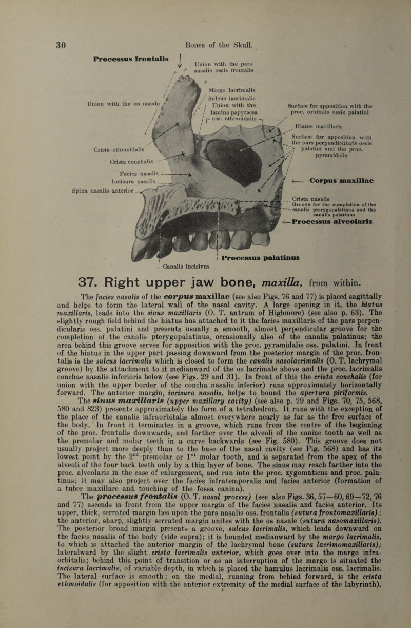 Processus frontalis | r A Union with the pars nasalis ossis frontalis ! Processus palatinus ! Canalis incisivas Union with the os nasale > , 1 ,'M Crista ethmoidalis Crista conchalis -- Facies nasalis - lncisura nasalis __ Spina nasalis anterior __ eth moidalis oss. Margo lacrimalis Sulcus lacrimalis Union with the lamina papyracea Surface for apposition with the proc. orbitalis ossis palatini Hiatus maxillaris Surface for apposition w’ith the pars perpendicularis ossis > palatini and the proc. pyramidalis Corpus maxillae Crista nasalis Groove for the completion of the canalis pterygopalatinus and the canalis palatinus <—Processus alveolaris 37. Right upper jaw bone, maxilla, from within. The fades nasalis of the corpus maxillae (6ee also Figs. 76 and 77) is placed sagittally and helps to form the lateral wall of the nasal cavity. A large opening in it, the hiatus maxillaris, leads into the sinus maxillaris (0. T. antrum of Highmore) (see also p. 63). The slightly rough field behind the hiatus has attached to it the facies maxillaris of the pars perpen¬ dicularis oss. palatini and presents usually a smooth, almost perpendicular groove for the completion of the canalis pterygopalatinus, occasionally also of the canalis palatinus; the area behind this groove serves for apposition with the proc. pyramidalis oss. palatini. In front of the hiatus in the upper part passing downward from the posterior margin of the proc. fron¬ talis is the sulcus lacrimalis which is closed to form the canalis nasolacrimalis (0. T. lachrymal groove) by the attachment to it medianward of the os lacrimale above and the proc. lacrimalis conchae nasalis inferioris below (see Figs. 29 and 31). In front of this the crista conchalis (for union with the upper border of the concha nasalis inferior) runs approximately horizontally forward. The anterior margin, incisura nasalis, helps to bound the apertura piriformis. The sinus maxillaris (upper maxillary cavity) (see also p. 29 and Figs. 70, 75, 568, 580 and 823) presents approximately the form of a tetrahedron. It runs with the exception of the place of the canalis infraorbitalis almost everywhere nearly as far as the free surface of the body. In front it terminates in a groove, which runs from the centre of the beginning of the proc. frontalis downwards, and farther over the alveoli of the canine tooth as well as the premolar and molar teeth in a curve backwards (see Fig. 580). This groove does not usually project more deeply than to the base of the nasal cavity (see Fig. 568) and has its lowest point by the 2nd premolar or 1st molar tooth, and is separated from the apex of the alveoli of the four back teeth only by a thin layer of bone. The sinus may reach farther into the proc. alveolaris in the case of enlargement, and run into the proc. zygomaticus and proc. pala¬ tinus; it may also project over the facies infratemporalis and facies anterior (formation of a tuber maxillare and touching of the fossa canina). The processus frontalis (O. T. nasal process) (see also Figs. 36, 57—60,69—72,76 and 77) ascends in front from the upper margin of the facies nasalis and facies anterior. Its upper, thick, serrated margin lies upon the pars nasalis oss. frontalis (sutura frontomaxillaris) ; the anterior, sharp, slightly serrated margin unites with the os nasale (sutura nasomaxillaris). The posterior broad margin presents a groove, sulcus lacrimalis, which leads downward on the facies nasalis of the body (vide supra); it is bounded medianward by the margo lacrimalis, to which is attached the anterior margin of the lachrymal bone (sutura lacrimomaxillaris); lateralward by the slight. crista lacrimalis anterior, which goes over into the margo infra¬ orbitalis; behind this point of transition or as an interruption of the margo is situated the incisura lacrimalis, of variable depth, in which is placed the hamulus lacrimalis oss. lacrimalis. The lateral surface is smooth; on the medial, running from behind forward, is the crista ethmoidalis (for apposition with the anterior extremity of the medial surface of the labyrinth).