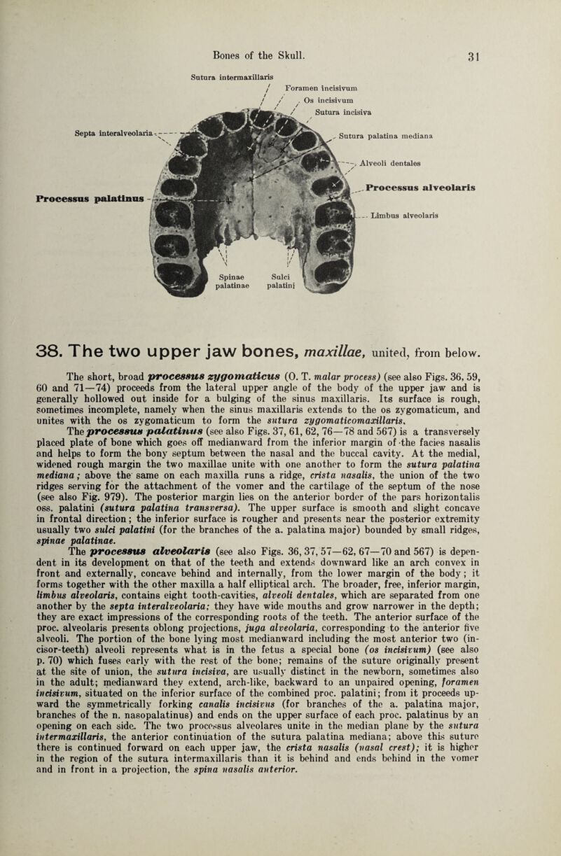 Sutura intermaxillaris / Foramen incisivum Septa interalveolaria * -- Processus palatinus - / / . Os incisivum ' / / Sutura incisiva Sutura palatina mediana -, Alveoli dentales „Processus alveolaris --- Limbus alveolaris 38. The two upper jaw bones, maxillae, united, from below. The short, broad processus zygomaticus (0. T. malar process) (see also Figs. 36, 59, 60 and 71—74) proceeds from the lateral upper angle of the body of the upper jaw and is generally hollowed out inside for a bulging of the sinus maxillaris. Its surface is rough, sometimes incomplete, namely when the sinus maxillaris extends to the os zygomaticum, and unites with the os zygomaticum to form the sutura zygomaticomaxillaris. The processus palatinus (see also Figs. 37, 61, 62, 76—78 and 567) is a transversely placed plate of bone which goes off medianward from the inferior margin of the facies nasalis and helps to form the bony septum between the nasal and the buccal cavity. At the medial, widened rough margin the two maxillae unite with one another to form the sutura palatina mediana; above the same on each maxilla runs a ridge, crista nasalis, the union of the two ridges serving for the attachment of the vomer and the cartilage of the septum of the nose (see also Fig. 979). The posterior margin lies on the anterior border of the pars horizontalis oss. palatini (sutura palatina transversa). The upper surface is smooth and slight concave in frontal direction; the inferior surface is rougher and presents near the posterior extremity usually two sulci palatini (for the branches of the a. palatina major) bounded by small ridges, spinae palatinae. The processus alveolaris (see also Figs. 36, 37, 57—62, 67—70 and 567) is depen¬ dent in its development on that of the teeth and extends downward like an arch convex in front and externally, concave behind and internally, from the lower margin of the body; it forms together with the other maxilla a half elliptical arch. The broader, free, inferior margin, limbus alveolaris, contains eight tooth-cavities, alveoli dentales, which are separated from one another by the septa interalveolaria; they have wide mouths and grow narrower in the depth; they are exact impressions of the corresponding roots of the teeth. The anterior surface of the proc. alveolaris presents oblong projections, juga alveolaria, corresponding to the anterior five alveoli. The portion of the bone lying most medianward including the most anterior two (in¬ cisor-teeth) alveoli represents what is in the fetus a special bone (os incisivum) (see also p. 70) which fuses early with the rest of the bone; remains of the suture originally present at the site of union, the sutura incisiva, are usually distinct in the newborn, sometimes also in the adult; medianward they extend, arch-like, backward to an unpaired opening, foramen incisivum, situated on the inferior surface of the combined proc. palatini; from it proceeds up¬ ward the symmetrically forking canalis incisivus (for branches of the a. palatina major, branches of the n. nasopalatinus) and ends on the upper surface of each proc. palatinus by an opening on each side. The two processus alveolares unite in the median plane by the sutura intermaxillaris, the anterior continuation of the sutura palatina mediana; above this suture there is continued forward on each upper jaw, the crista nasalis (nasal crest); it is higher in the region of the sutura intermaxillaris than it is behind and ends behind in the vomer and in front in a projection, the spina nasalis anterior.