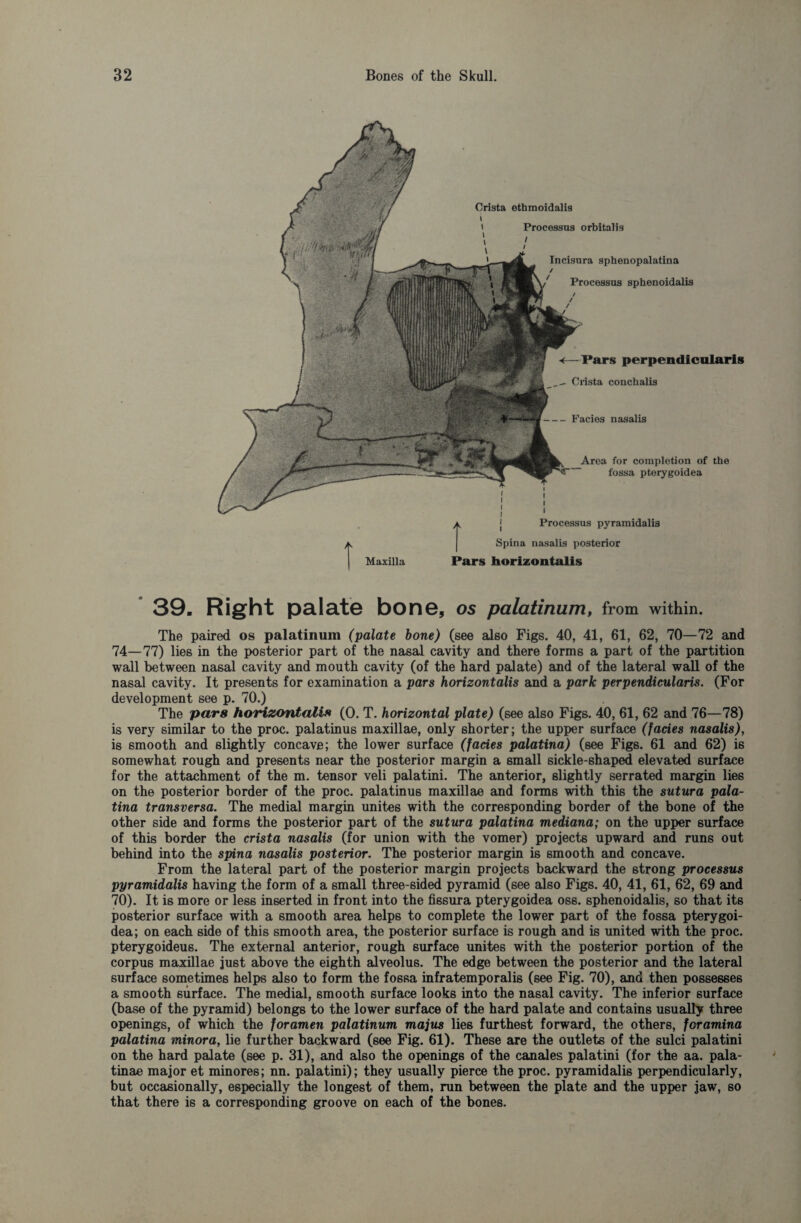 Crista ethmoidalis Processus orbitalis Incisura sphenopalatina Processus sphenoidalis Pars perpendicular!» Crista conchalis Facies nasalis t Maxilla Area for completion of the fossa pterygoidea Processus pyramidalis Spina nasalis posterior Pars horizontalis 39. Right palate bone, os palatinum, from within. The paired os palatinum (palate bone) (see also Figs. 40, 41, 61, 62, 70—72 and 74—77) lies in the posterior part of the nasal cavity and there forms a part of the partition wall between nasal cavity and mouth cavity (of the hard palate) and of the lateral wall of the nasal cavity. It presents for examination a pars horizontalis and a park perpendicularis. (For development see p. 70.) The par8 horizontalis (0. T. horizontal plate) (see also Figs. 40, 61, 62 and 76—78) is very similar to the proc. palatinus maxillae, only shorter; the upper surface (facies nasalis), is smooth and slightly concave; the lower surface (facies palatina) (see Figs. 61 and 62) is somewhat rough and presents near the posterior margin a small sickle-shaped elevated surface for the attachment of the m. tensor veli palatini. The anterior, slightly serrated margin lies on the posterior border of the proc. palatinus maxillae and forms with this the sutura pala¬ tina transversa. The medial margin unites with the corresponding border of the bone of the other side and forms the posterior part of the sutura palatina mediana; on the upper surface of this border the crista nasalis (for union with the vomer) projects upward and runs out behind into the spina nasalis posterior. The posterior margin is smooth and concave. From the lateral part of the posterior margin projects backward the strong processus pyramidalis having the form of a small three-sided pyramid (see also Figs. 40, 41, 61, 62, 69 and 70). It is more or less inserted in front into the fissura pterygoidea oss. sphenoidalis, so that its posterior surface with a smooth area helps to complete the lower part of the fossa pterygoi¬ dea; on each side of this smooth area, the posterior surface is rough and is united with the proc. pterygoideus. The external anterior, rough surface unites with the posterior portion of the corpus maxillae just above the eighth alveolus. The edge between the posterior and the lateral surface sometimes helps also to form the fossa infratemporalis (see Fig. 70), and then possesses a smooth surface. The medial, smooth surface looks into the nasal cavity. The inferior surface (base of the pyramid) belongs to the lower surface of the hard palate and contains usually three openings, of which the foramen palatinum majus lies furthest forward, the others, foramina palatina minora, lie further backward (see Fig. 61). These are the outlets of the sulci palatini on the hard palate (see p. 31), and also the openings of the canales palatini (for the aa. pala- tinae major et minores; nn. palatini); they usually pierce the proc. pyramidalis perpendicularly, but occasionally, especially the longest of them, run between the plate and the upper jaw, 60 that there is a corresponding groove on each of the bones.