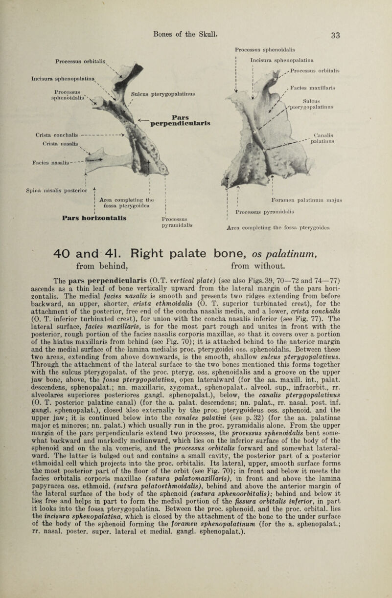 Processus orbitalis Incisura sphenopalatina \ x Processus N , sphenoidalis''y Crista conchalis- Crista nasalis Sulcus pterygopalatinus Pars Facies nasalis A I I Spina nasalis posterior \ perpendicularis | Area completing the i fossa pterygoidea Pars horizontalis Processus pyramidalis Processus sphenoidalis Incisura sphenopalatina ^Processus orbitalis /*■ / Facies maxillaris Sulcus L-'pterygopalatinus Canalis palatines Processus pyramidalis Foramen palatinum majus Aroa completing the fossa pterygoidea 40 and 41. Right palate bone, os palatinum, from behind, from without. The pars perpendicularis (O.T. vertical plate) (see also Figs. 39, 70—72 and 74—77) ascends as a thin leaf of bone vertically upward from the lateral margin of the pars hori¬ zontalis. The medial facies nasalis is smooth and presents two ridges extending from before backward, an upper, shorter, crista ethmoidalis (0. T. superior turbinated crest), for the attachment of the posterior, free end of the concha nasalis media, and a lower, crista conchalis (0. T. inferior turbinated crest), for union with the concha nasalis inferior (see Fig. 77). The lateral surface, facies maxillaris, is for the most part rough and unites in front with the posterior, rough portion of the facies nasalis corporis maxillae, so that it covers over a portion of the hiatus maxillaris from behind (see Fig. 70); it is attached behind to the anterior margin and the medial surface of the lamina medialis proc. pterygoidei oss. sphenoidalis. Between these two areas, extending from above downwards, is the smooth, shallow sulcus pterygopalatinus. Through the attachment of the lateral surface to the two bones mentioned this forms together with the sulcus pterygopalat. of the proc. pteryg. oss. sphenoidalis and a groove on the upper jaw bone, above, the fossa pterygopalatina, open lateralward (for the aa. maxill. int., palat. descendens, sphenopalat.; nn. maxillaris, zygomat., sphenopalat., alveol. sup., infraorbit., rr. alveolares superiores posteriores gangl. sphenopalat.), below, the canalis pterygopalatinus (0. T. posterior palatine canal) (for the a. palat. descendens; nn. palat., rr. nasal, post. inf. gangl. sphenopalat.), closed also externally by the proc. pterygoideus oss. sphenoid, and the upper jaw; it is continued below into the canales palatini (see p. 32) (for the aa. palatinae major et minores; nn. palat.) which usually run in the proc. pyramidalis alone. From the upper margin of the pars perpendicularis extend two processes, the processus sphenoidalis bent some¬ what backward and markedly medianward, which lies on the inferior surface of the body of the sphenoid and on the ala vomeris, and the processus orbitalis forward and somewhat lateral- ward. The latter is bulged out and contains a small cavity, the posterior part of a posterior ethmoidal cell which projects into the proc. orbitalis. Its lateral, upper, smooth surface forms the most posterior part of the floor of the orbit (see Fig. 70); in front and below it meets the facies orbitalis corporis maxillae (sutura palatomaxillaris), in front and above the lamina papyracea oss. ethmoid, (sutura palatoethmoidalis), behind and above the anterior margin of the lateral surface of the body of the sphenoid (sutura sphenoorbitalis); behind and below it lies free and helps in part to form the medial portion of the fissura orbitalis inferior, in part it looks into the fossa pterygopalatina. Between the proc. sphenoid, and the proc. orbital, lies the incisura sphenopalatina, which is closed by the attachment of the bone to the under surface of the body of the sphenoid forming the foramen sphenopalatinum (for the a. sphenopalat.; rr. nasal, poster, super, lateral et medial, gangl. sphenopalat.).