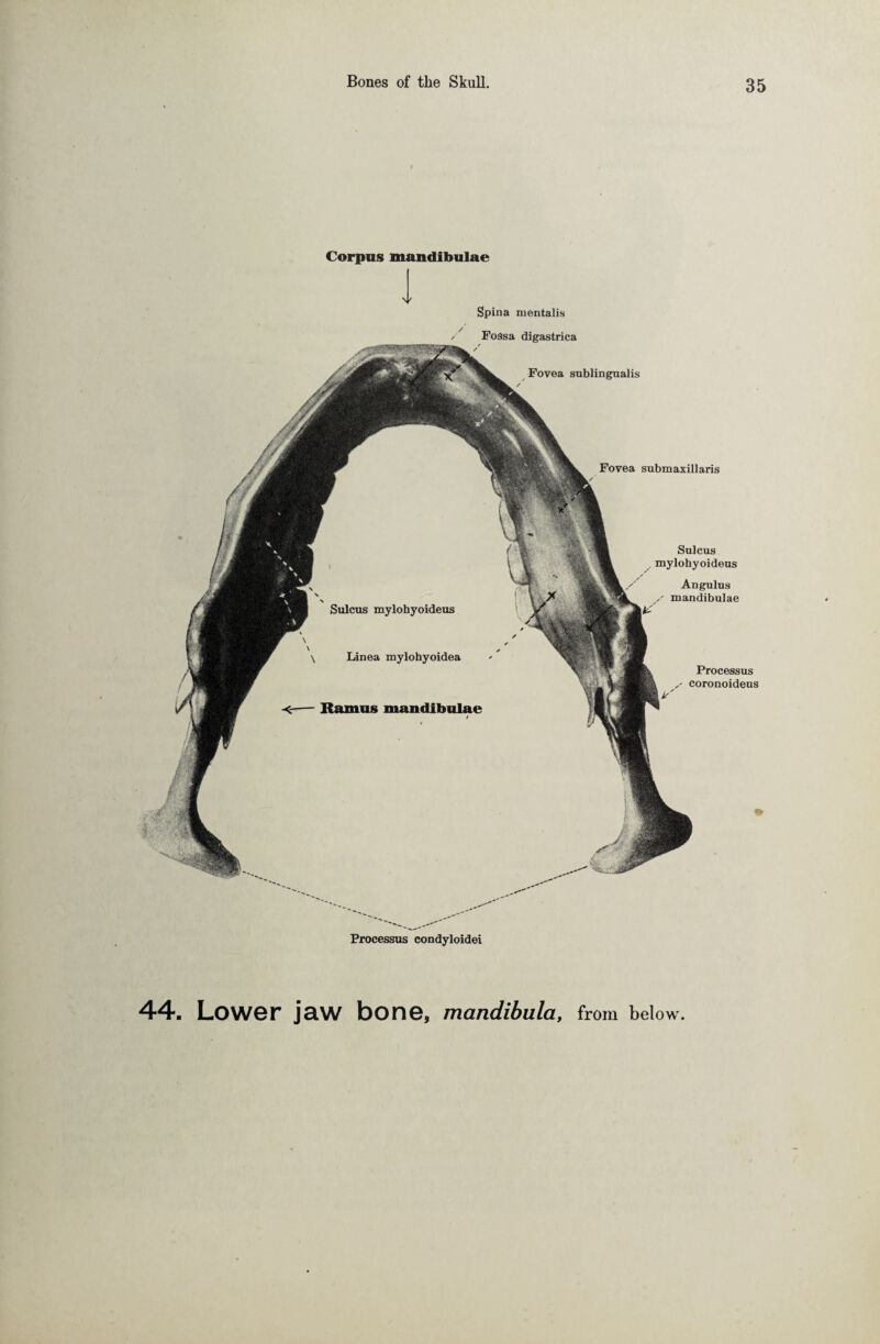 Corpus mandibulae Spina mentalis Fossa digastrica Sulcus mylohyoideus Linea mylohyoidea Ramus mandibulae Fovea sublingualis Fovea submaxillaris Sulcus mylohyoideus Angulus mandibulae Processus coronoideus Processus condyloidei 44. Lower jaw bone, mandibula, from below.