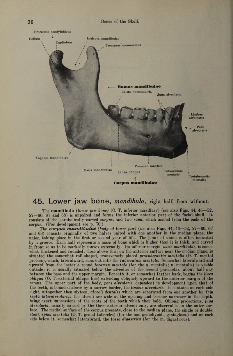 Processus condyloideus Limbus alveolaris Pars alveoiaris Angulus mandibulae Collum \ Capitulum \ i \ Incisura mandibulae Processus coronoideus Ramus mandibulae Crista buccinatoria / Juga alveolaria Basis mandibulae Foramen mentale Linea obliqua Tuberculum mentale t Corpus mandibulae I I Protuberantia mentalis 45. Lower jew bone, mandibula, right half, from without. The mandibula (lower jaw bone) (0. T. inferior maxillary) (see also Figs. 44, 46—52, 57—60, 67 and 68) is unpaired and forms the inferior anterior part of the facial skull. It consists of the parabolically curved corpus, and two rami, which ascend from the ends of the corpus. (For development see p. 70.) The corpus mandibulae (body of lower jaw) (see also Figs. 44, 46—52, 57—60, 67 and 68) consists originally of two halves united with one another in the median plane, the union taking place in the first or second year of life. The point of union is often indicated by a groove. Each half represents a mass of bone which is higher than it is thick, and curved in front so as to be markedly convex externally. Its inferior margin, basis mandibulae, is some¬ what thickened and rounded; close above this, on the anterior surface near the median plane, is situated the somewhat roll-shaped, transversely placed protuberantia mentalis (0. T. mental process), which, lateralward, runs out into the tuberculum mentale. Somewhat lateralward and upward from the latter a round foramen mentale (for the a. mentalis; n. mentalis) is visible outside; it is usually situated below the alveolus of the second praemolar, about half-way between the base and the upper margin. Beneath it, or somewhat farther back, begins the linea obliqua (0. T. external oblique line) extending obliquely upward to the anterior margin of the ramus. The upper part of the body, pars alveolaris, dependent in development upon that of the teeth, is bounded above by a narrow border, the limbus alveolaris. It contains on each side eight, altogether then sixteen, alveoli dentales which are separated from one another by thin septa inter alveolaria: the alveoli arc wide at the opening and become narrower in the depth, being exact impressions of the roots of the teeth which they hold. Oblong projections, juga alveolaria, usually caused by the three anterior alveoli only, are observable on the outer sur¬ face. The medial surface of the corpus presents, close to the median plane, the single or double, short spina mentalis (0. T. genial tubercles) (for the mm geniohyoid., geniogloss.) and on each side below it, somewhat lateralward, the fossa digastrica (for the m. digastricus).