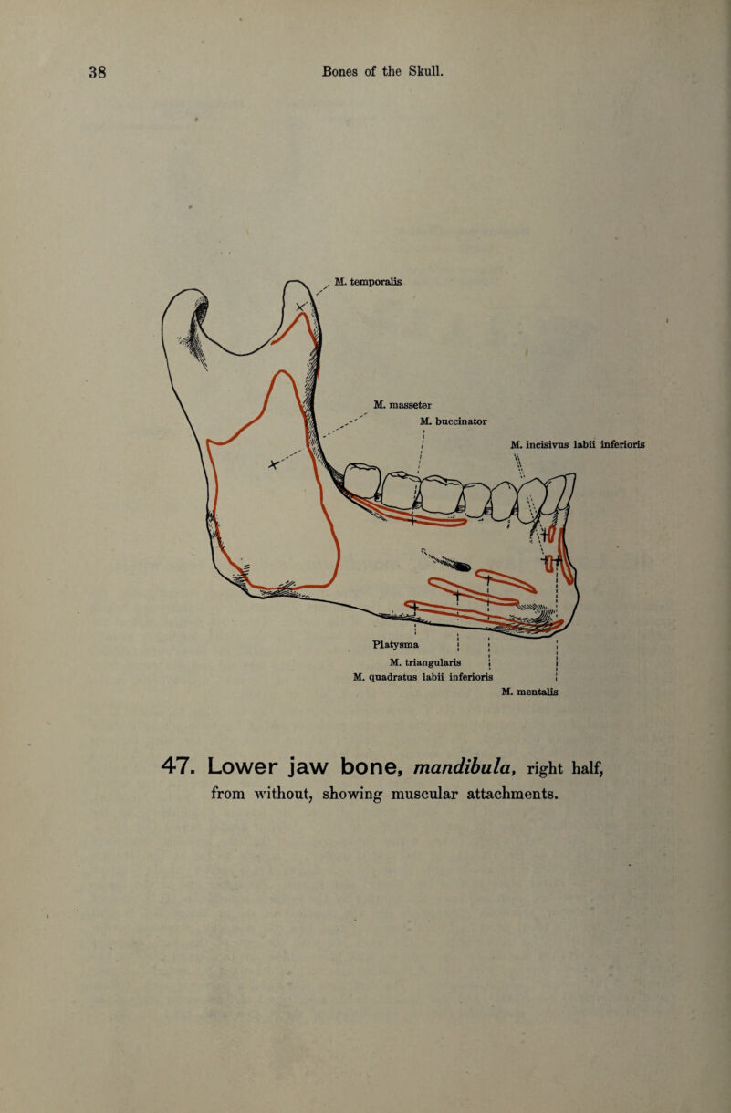 47. Lower jaw bone, mandibula, right half, from without, showing muscular attachments.