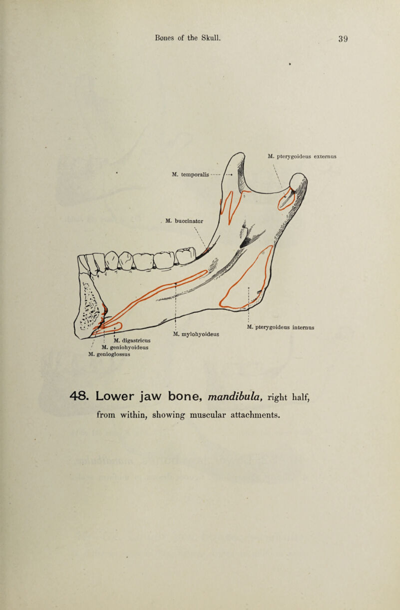 * M. genioglossus 48. Lower jaw bone, mandibula, right half, from within, showing muscular attachments.