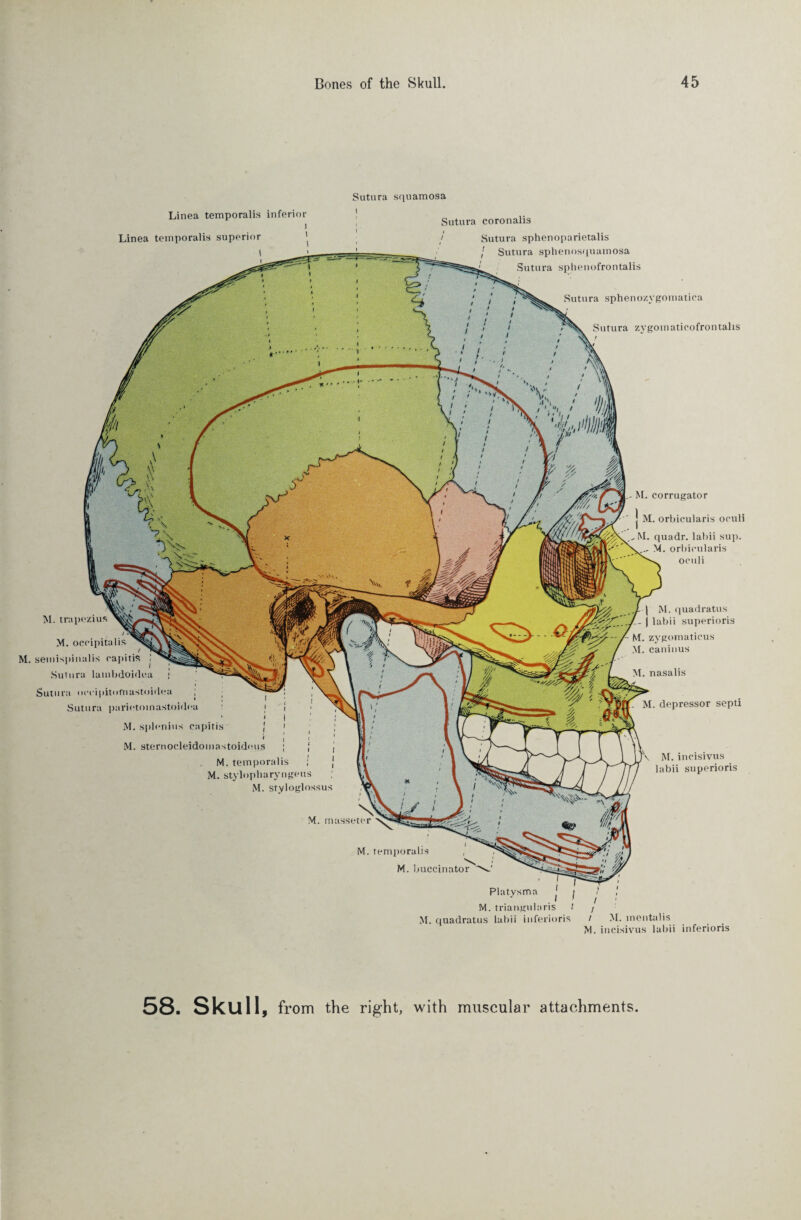 Sutura sphenozygomatica Sutura zygomaticofrontahs M. corrugator M. orbicularis oculi • M. quadr. labii sup. M. orbicularis oculi M. trapezius M. occipitalis M. semispinalis capitis Sutura lambdoidea Sutura occipitofrtastoidea ; ; Sutura parietoinastoidea M. splenius capitis N M. sternocleidomastoideus M. temporalis M. stylopbaryngeus ; M. styloglossus M. musseter M. temporalis M. buccinator Platysma I ! M. triangularis l M. quadratus labii inferioris M. quadratus - | labii superioris M. zygomaticus M. caninus M. nasalis M. depressor septi M. incistvus labii superioris / M. mentalis A/I inniciviU! ljlllii infPrioriS Linea temporalis inferior i Linea temporalis superior I Sutura i squamosa Sutura coronalis / Sutura sphenoparietalis I Sutura sphenosquamosa Sutura splienofrontalis