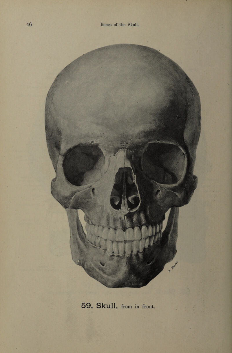 59. Skull, from in front.