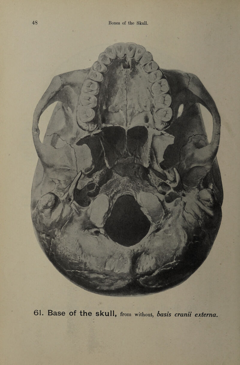 61. Base of the skull, from without, basis cranii externa.