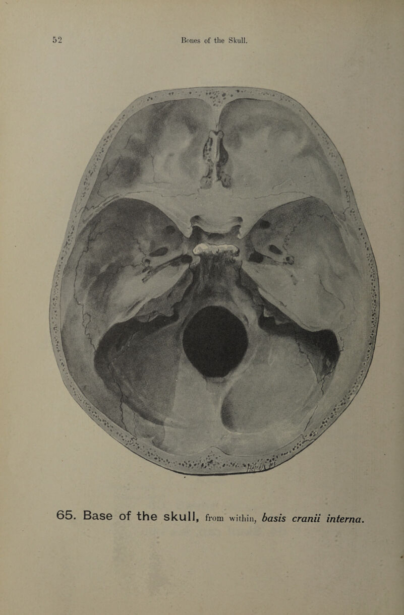 65. Base of the skull. from within, basis cranii interna.